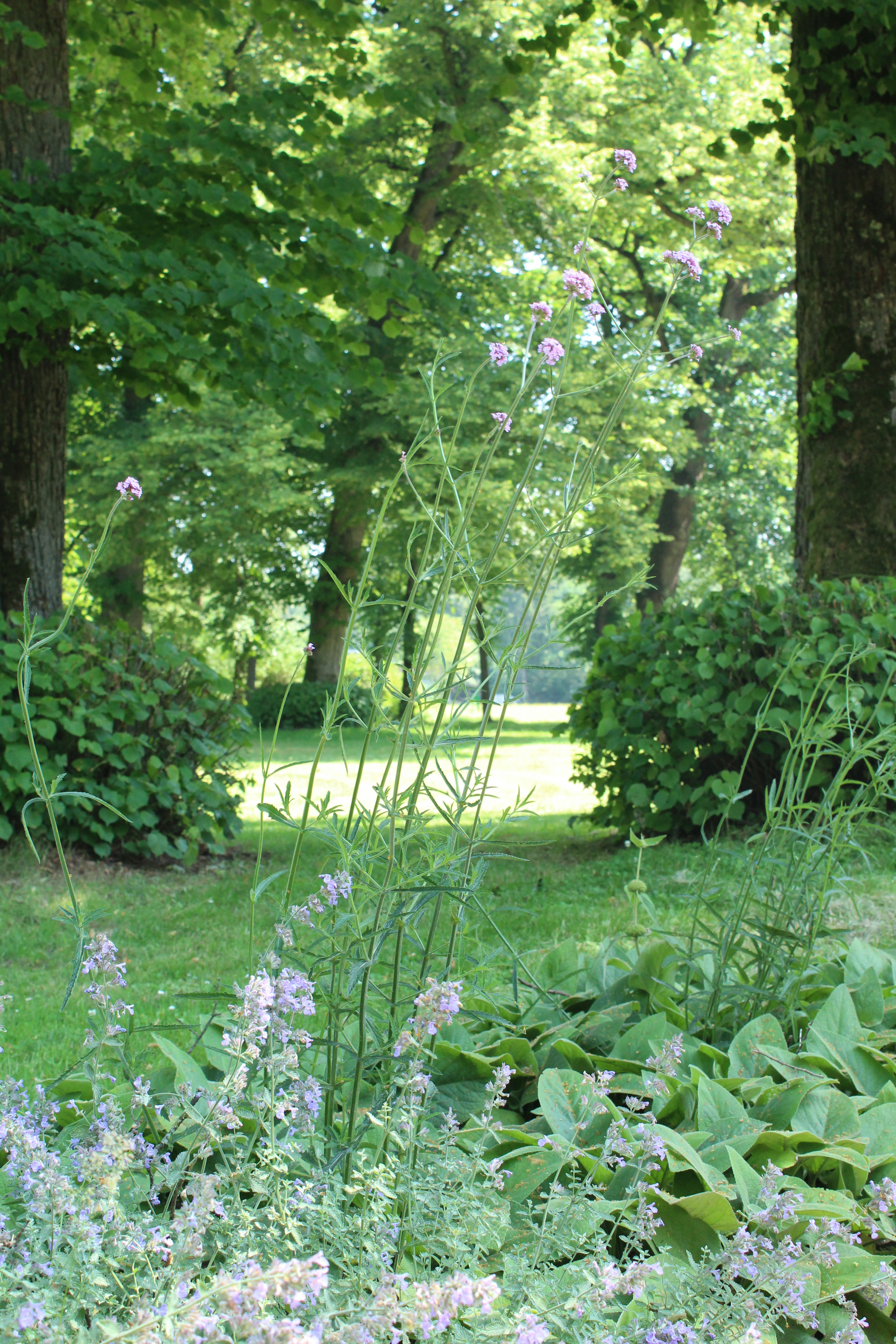 Serene garden path bordered by lush trees and purple flowers