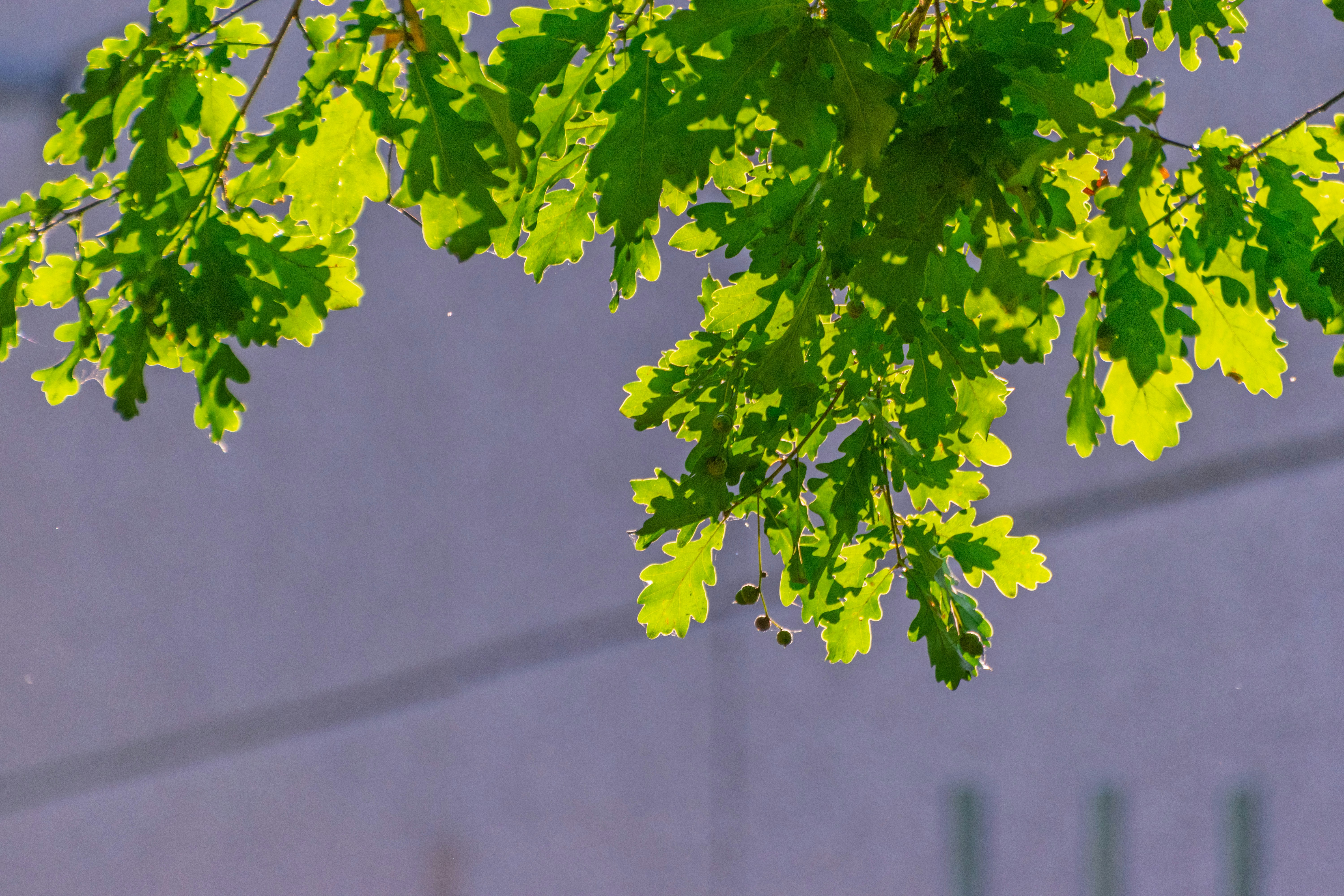 Green leaves backlit by sunlight against a blurred background.