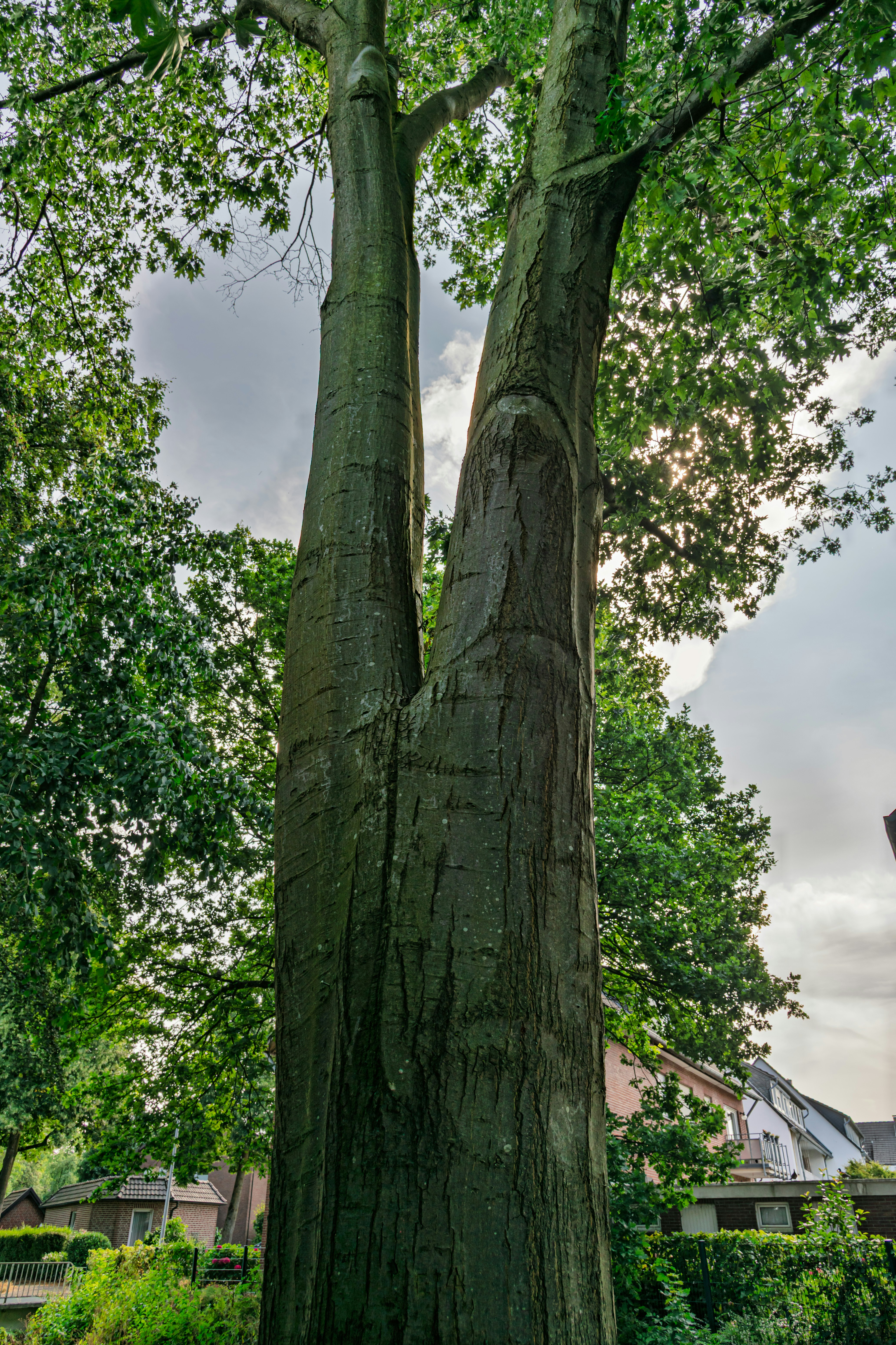 Massive tree with a split trunk under a cloudy sky.