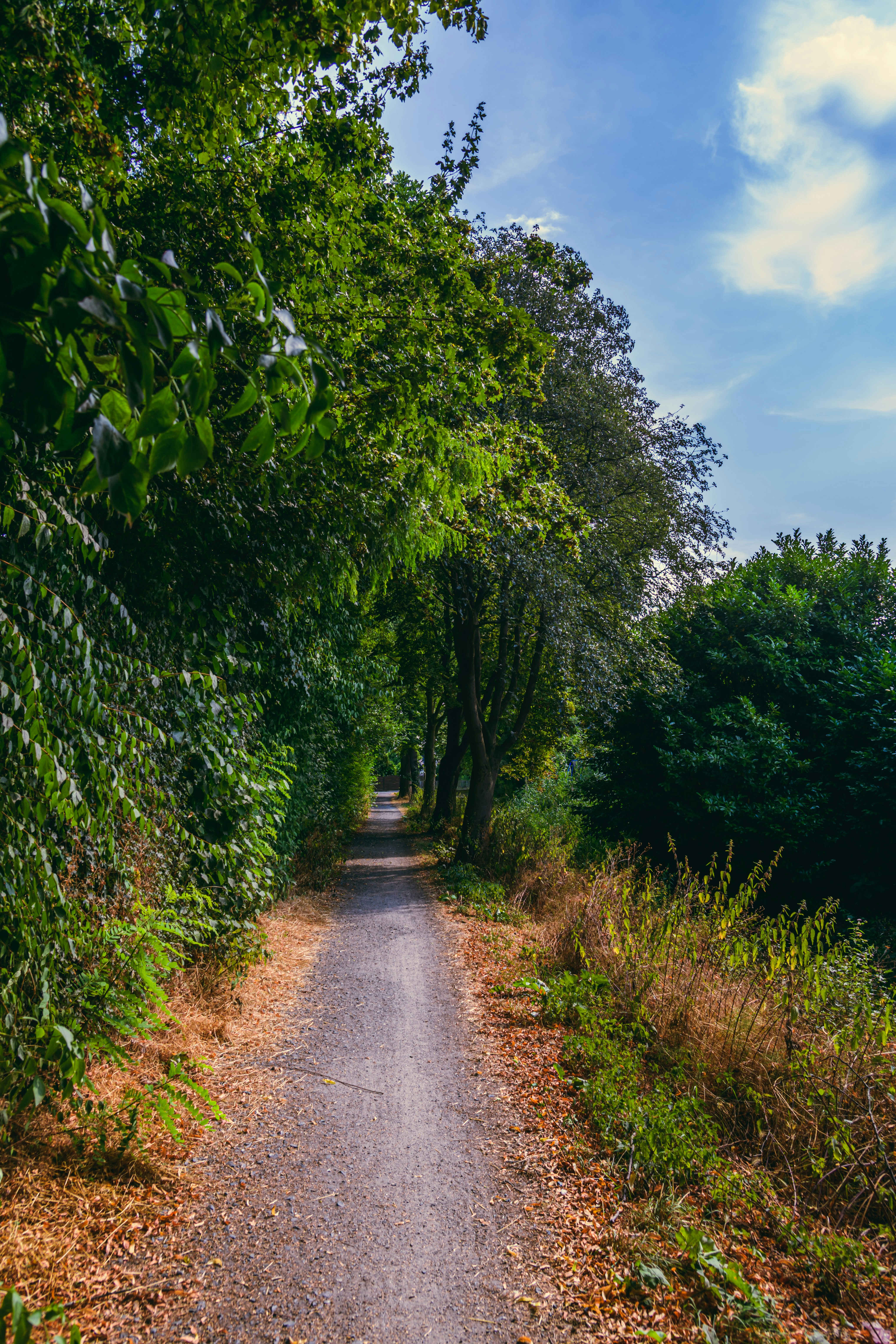 A winding path through green trees under a blue sky.