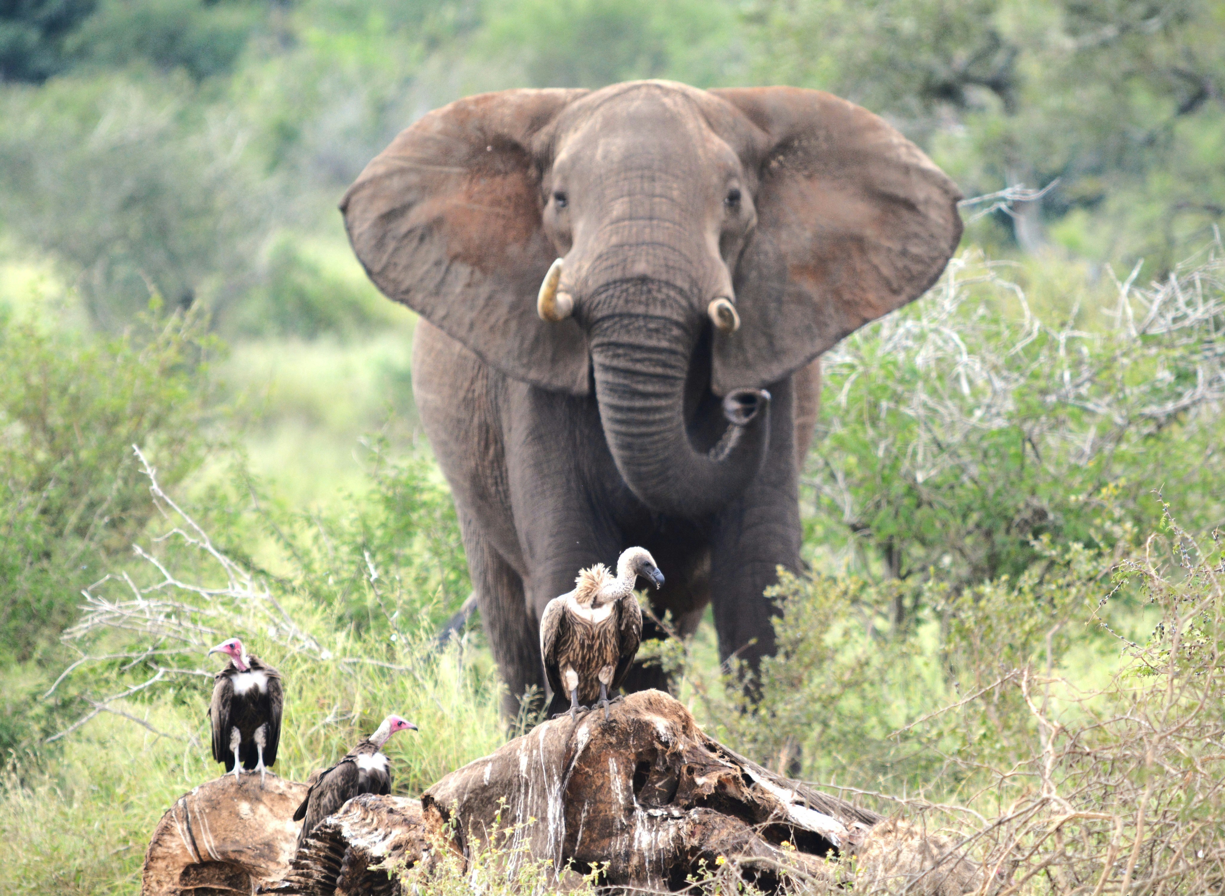 A large elephant stands behind vultures on a rock