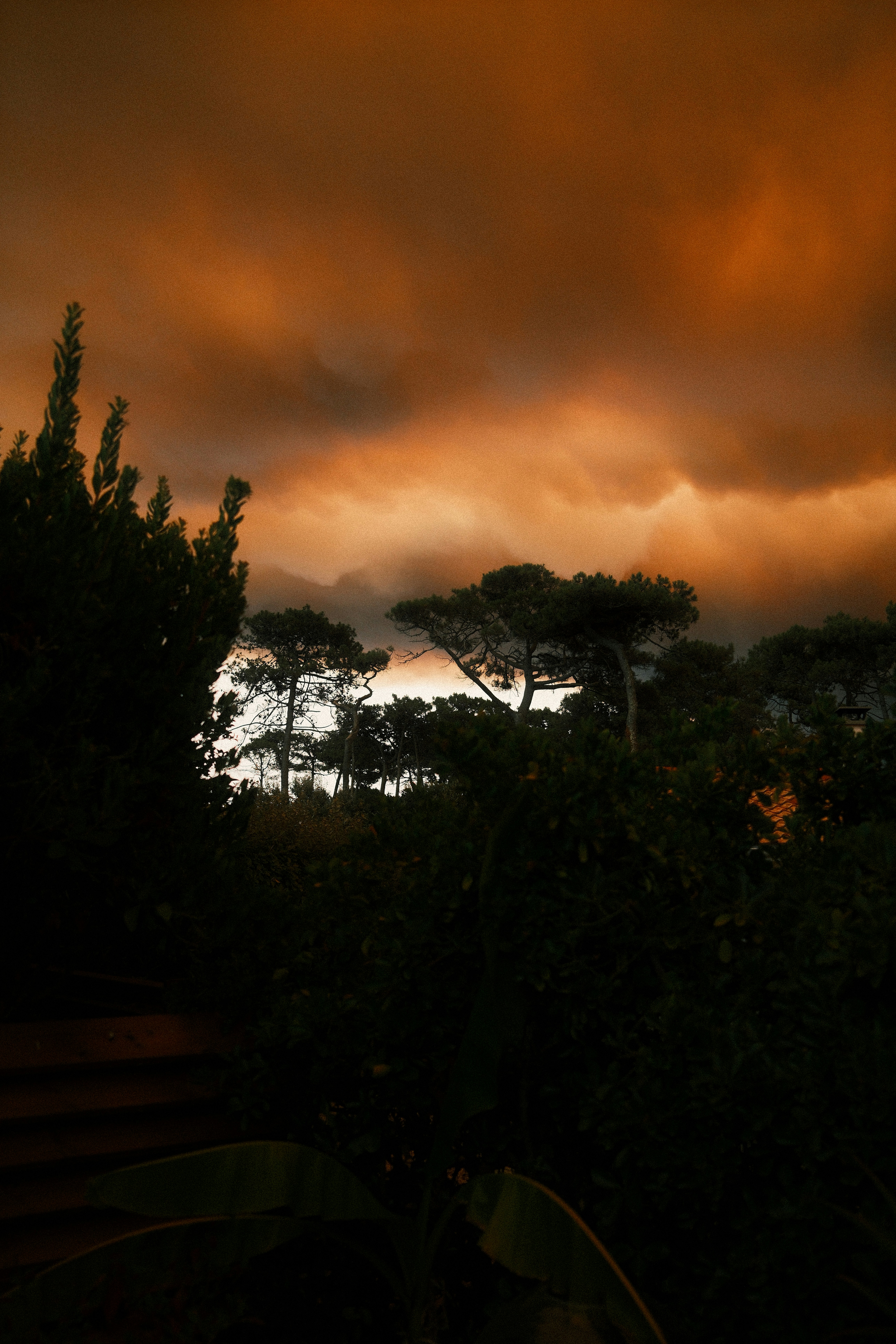 Des arbres en silhouette sur un ciel sombre et dramatique, avec une lumière orange chaude
