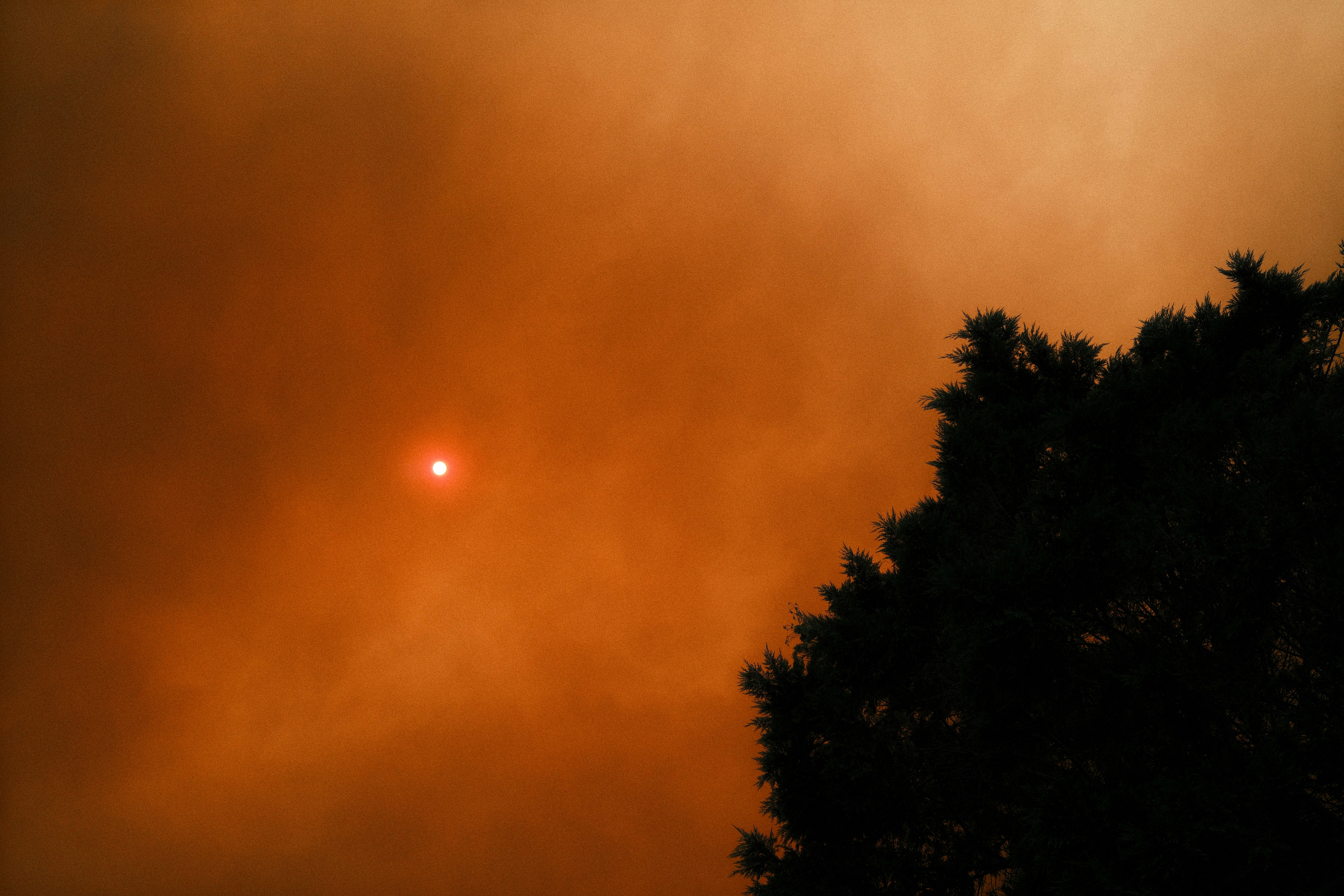 Un petit soleil vif visible à travers une épaisse fumée orange derrière la silhouette d’un arbre sombre