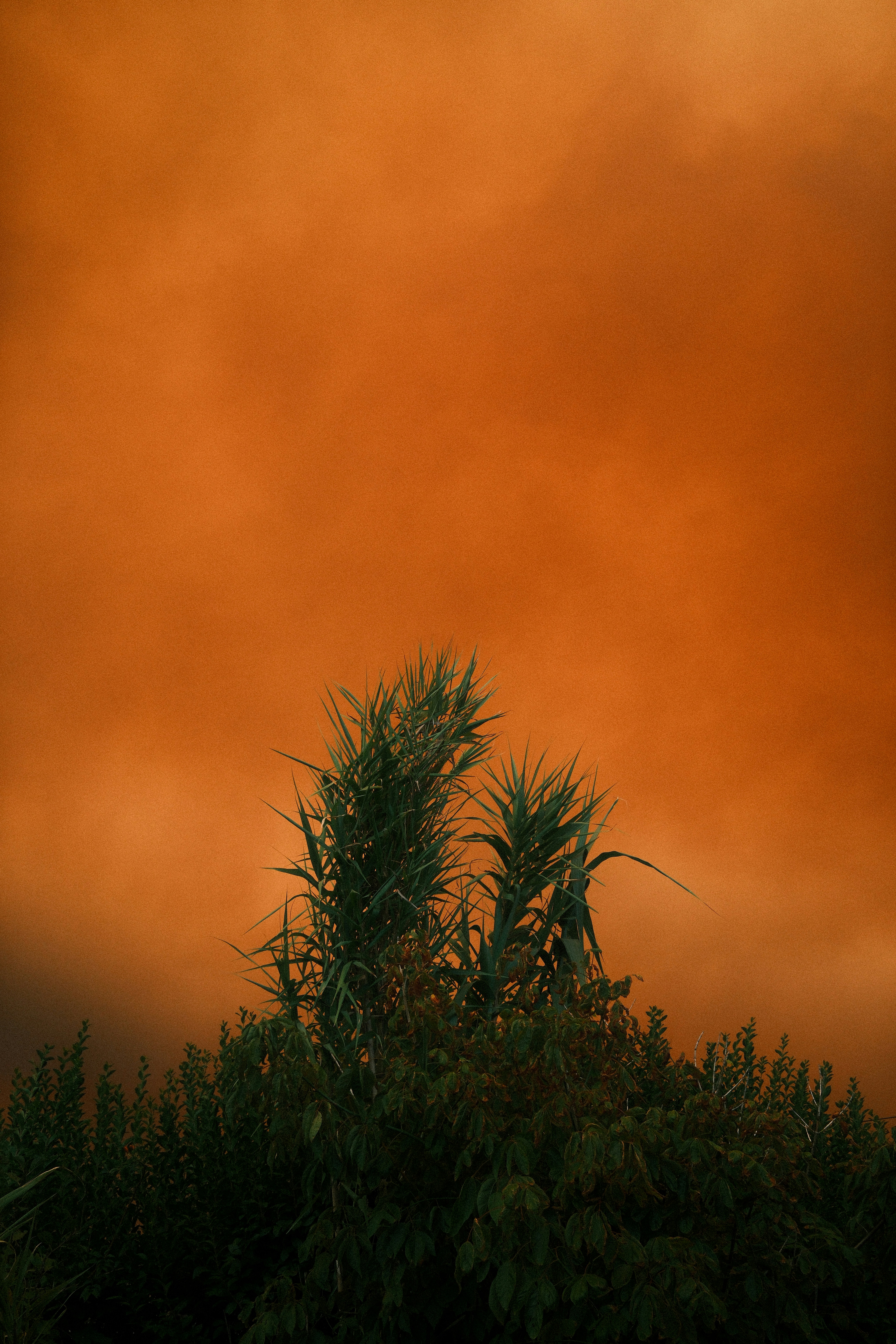 Roseaux verts et buissons feuillus contre un ciel orange chaud et solide