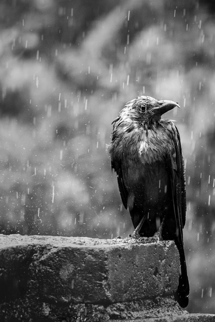 A wet crow sits on a wall in the rain.