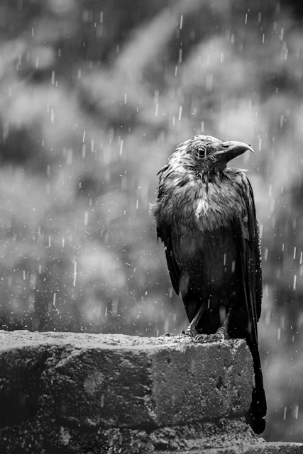 A wet crow sits on a wall in the rain.