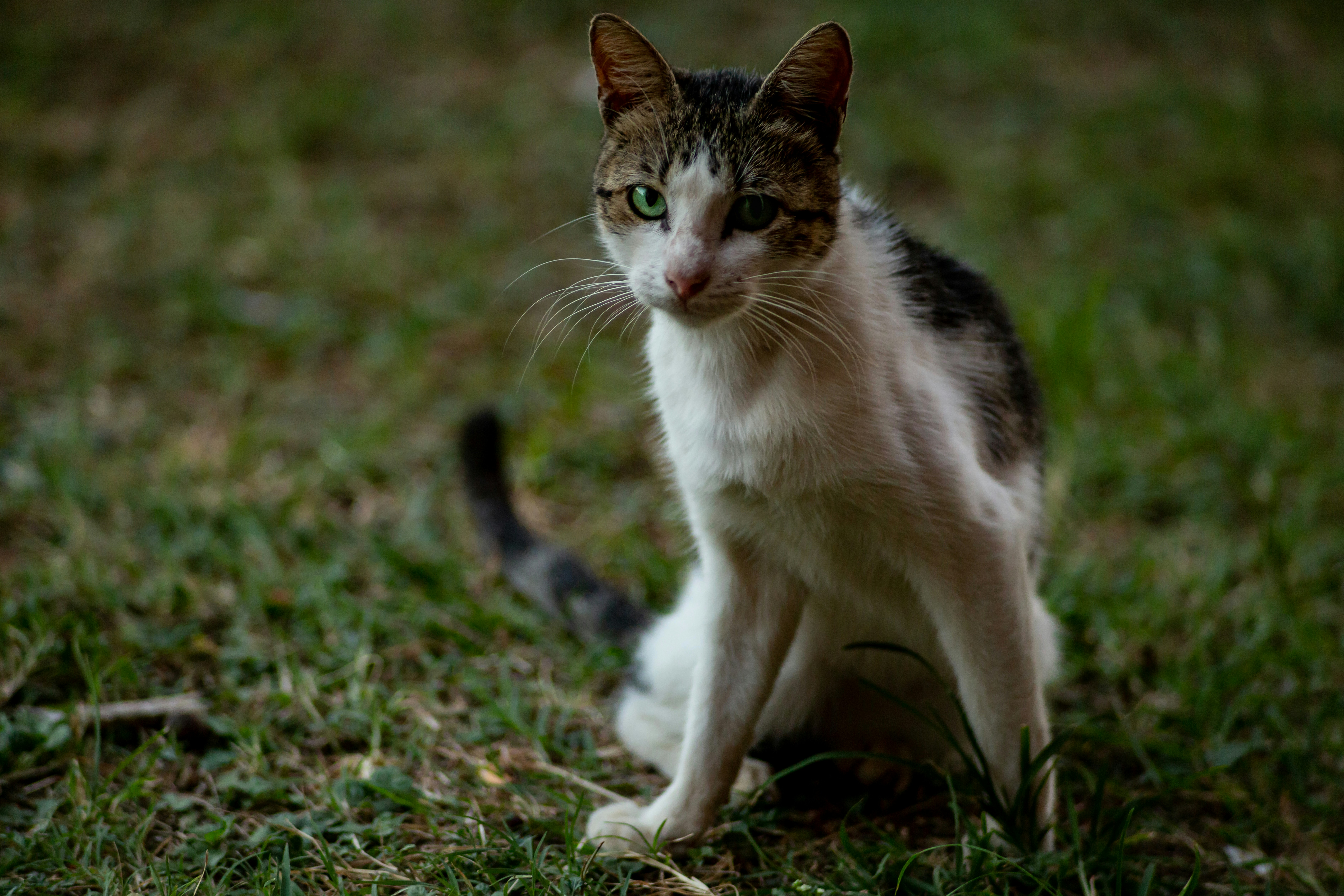 A white and tabby cat with green eyes on a grassy lawn.