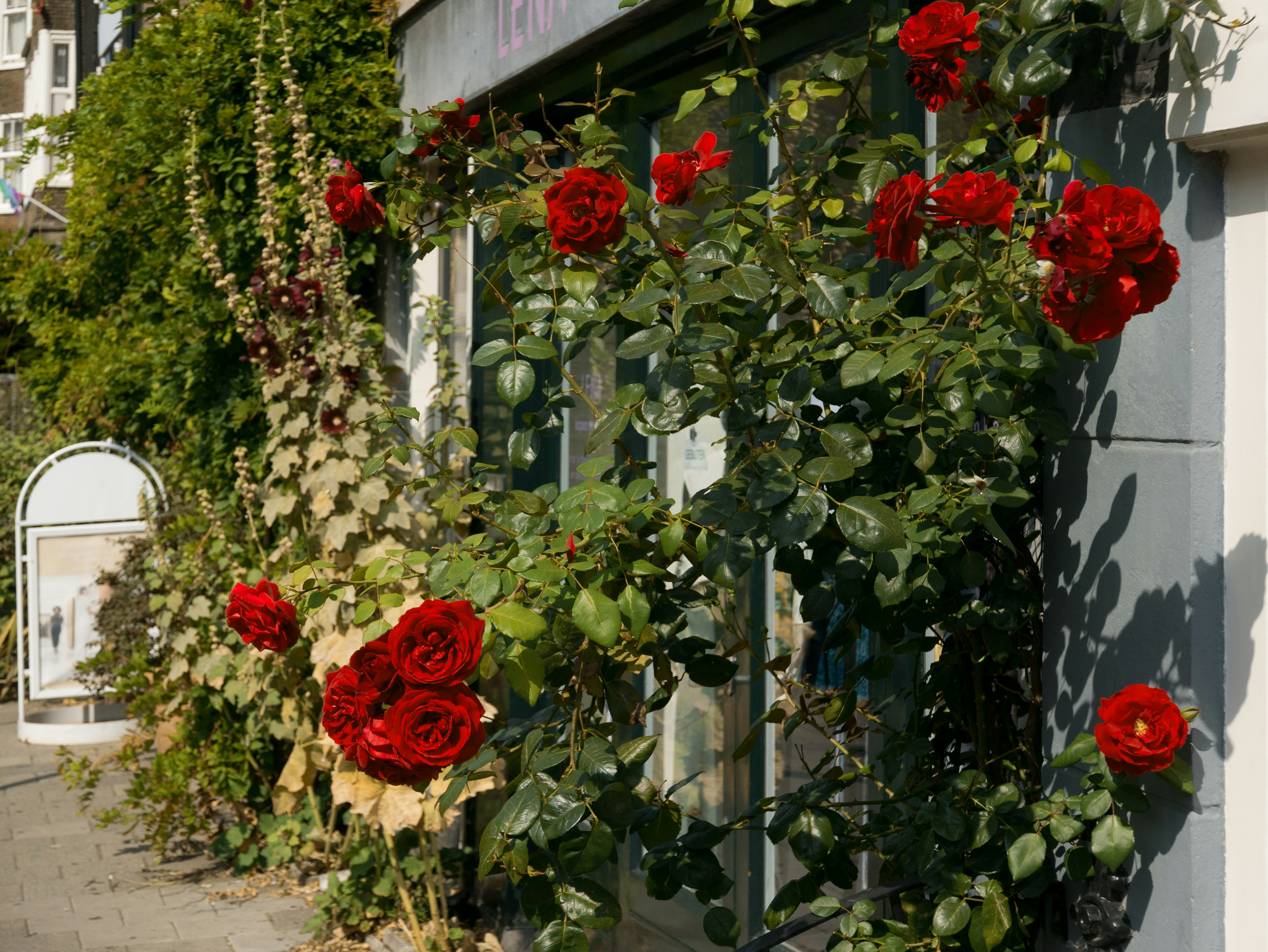 Rosas rojas vibrantes creciendo en un edificio bajo el sol.