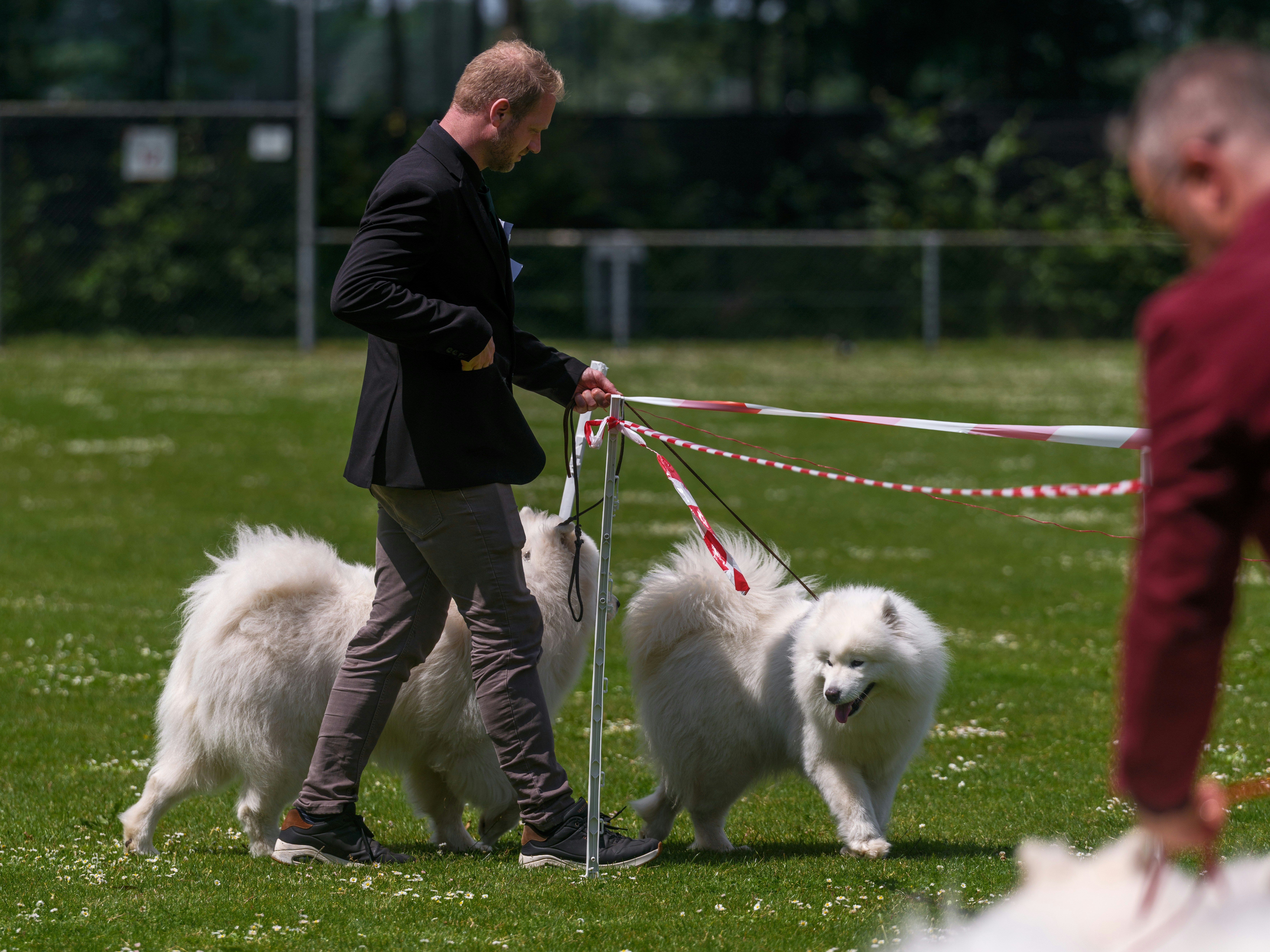Dina Dog (Aix-les-Bains, à domicile) — Aix-les-Bains