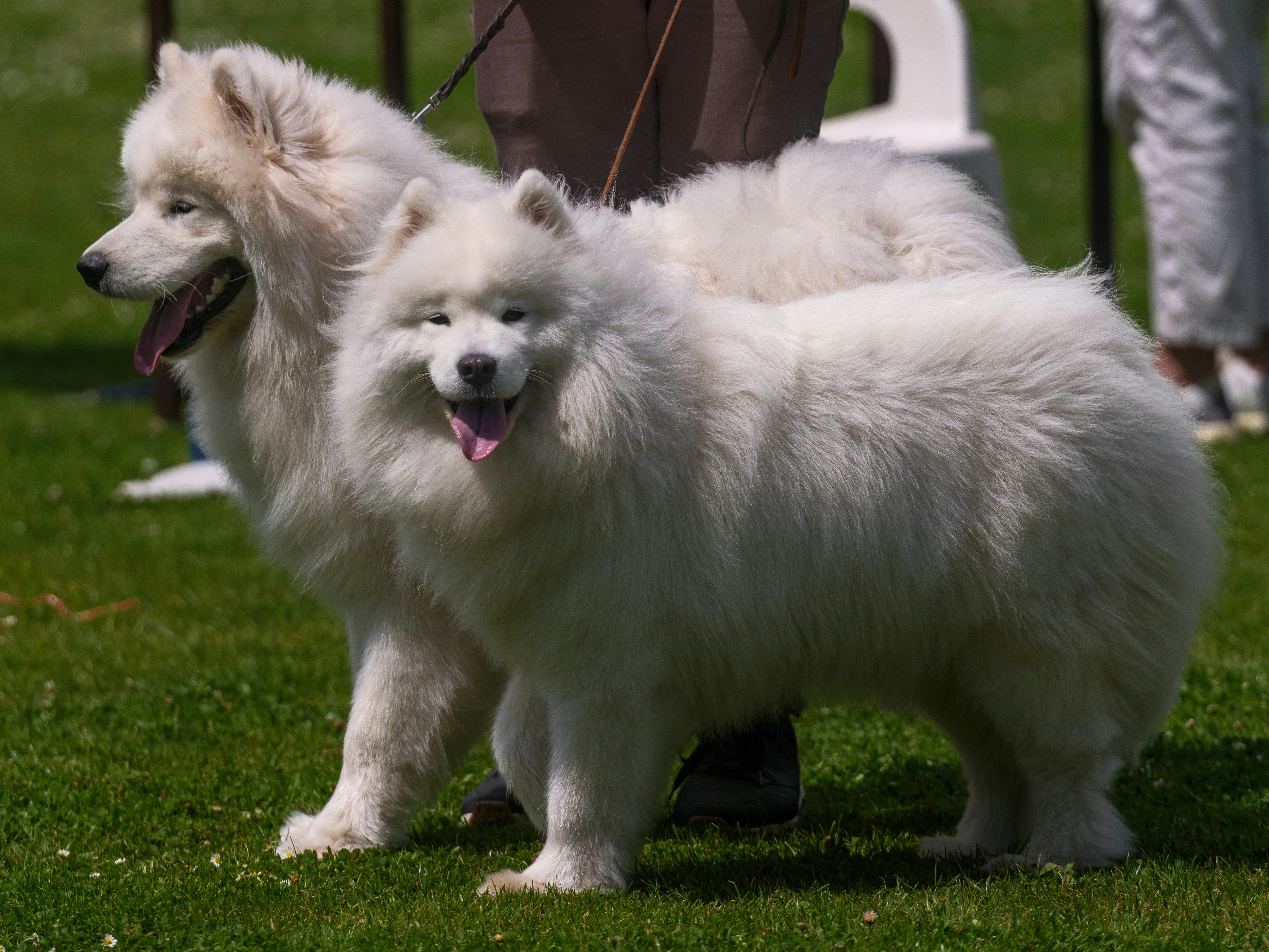 Exposition canine de Châteaubriant — Châteaubriant