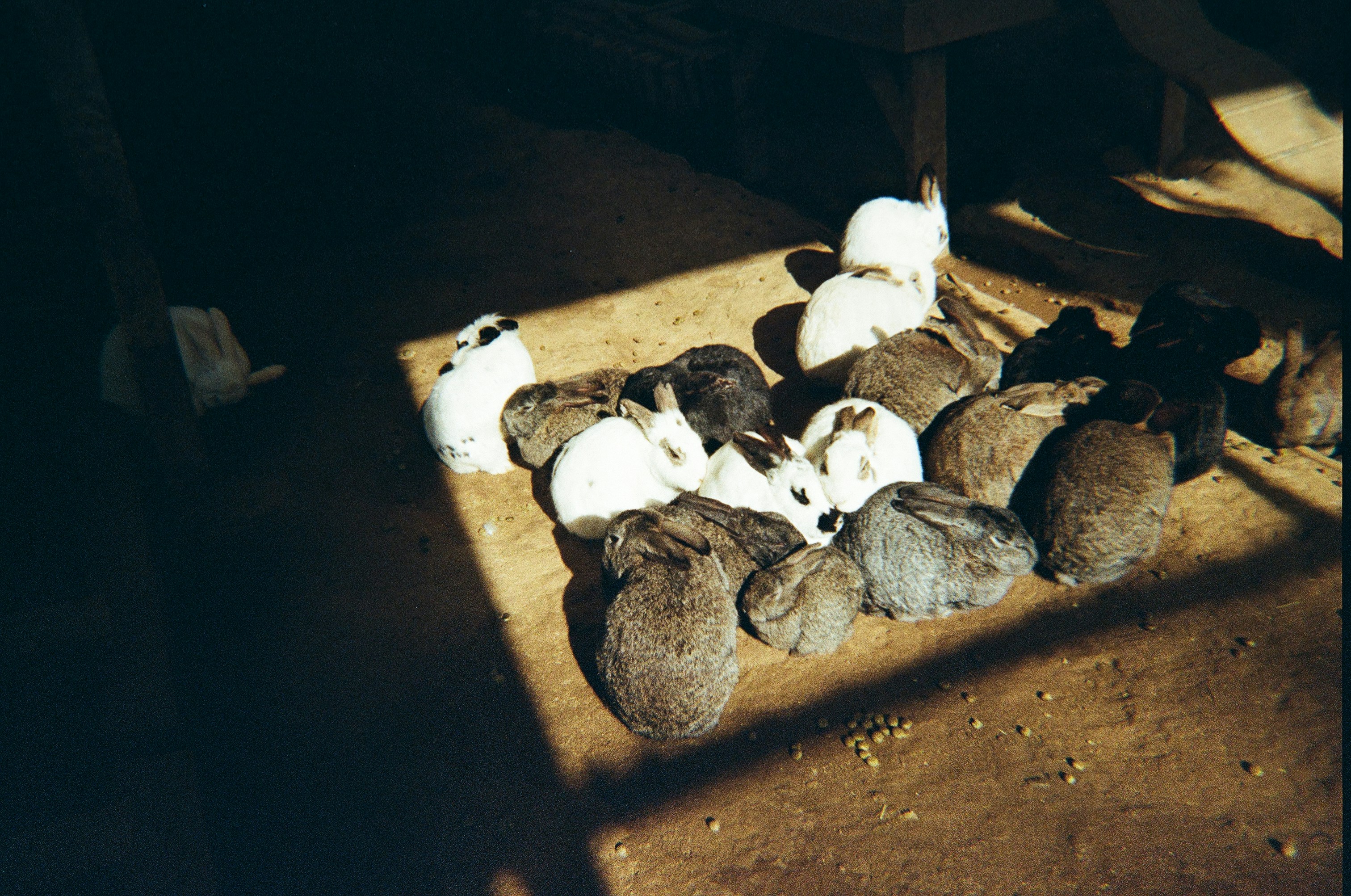 A group of white, grey, and brown rabbits huddled together on a dirt floor