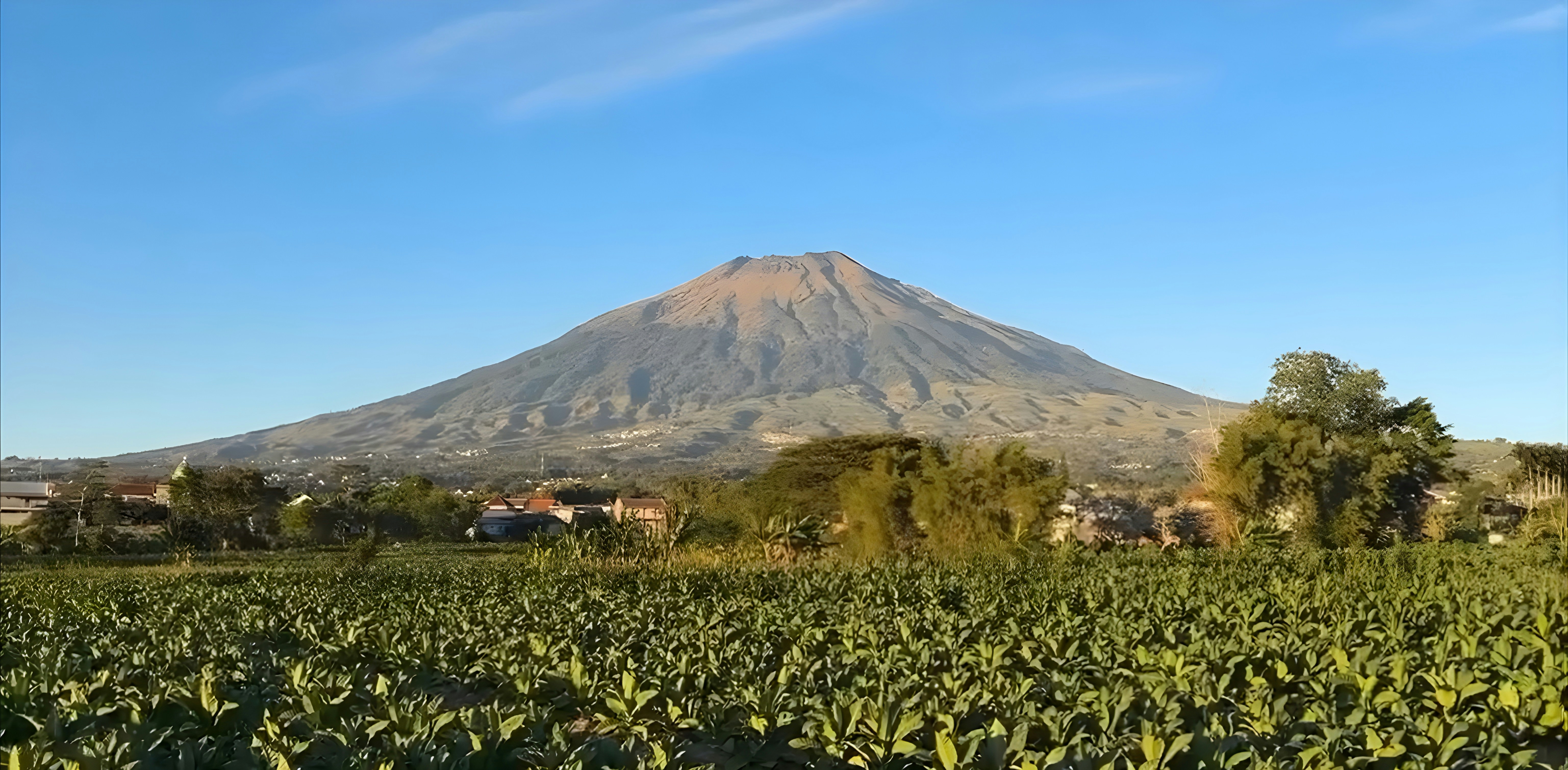 A large volcano rising above a green field of crops under a clear sky
