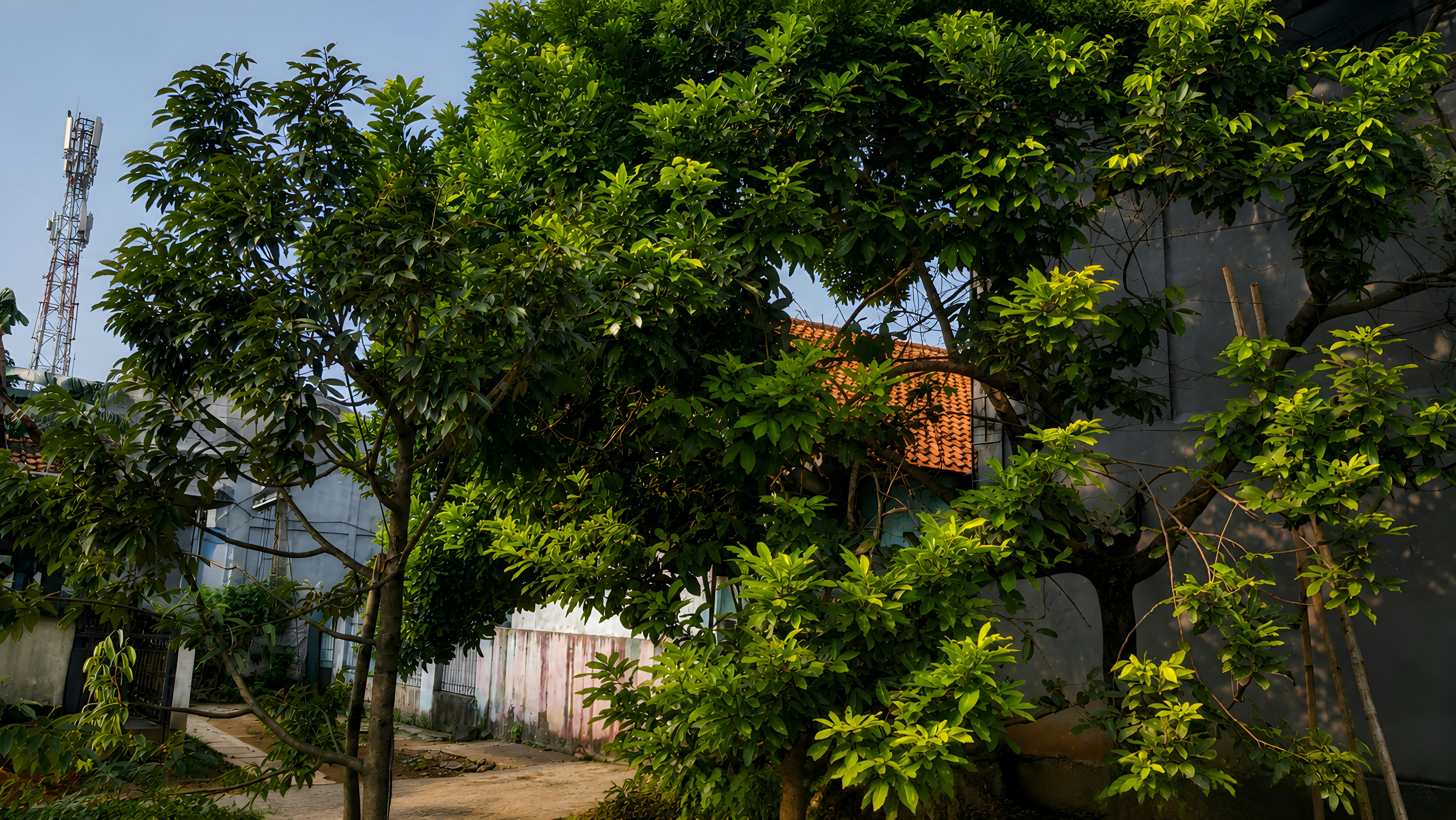 Lush green trees in front of a house with an orange tiled roof