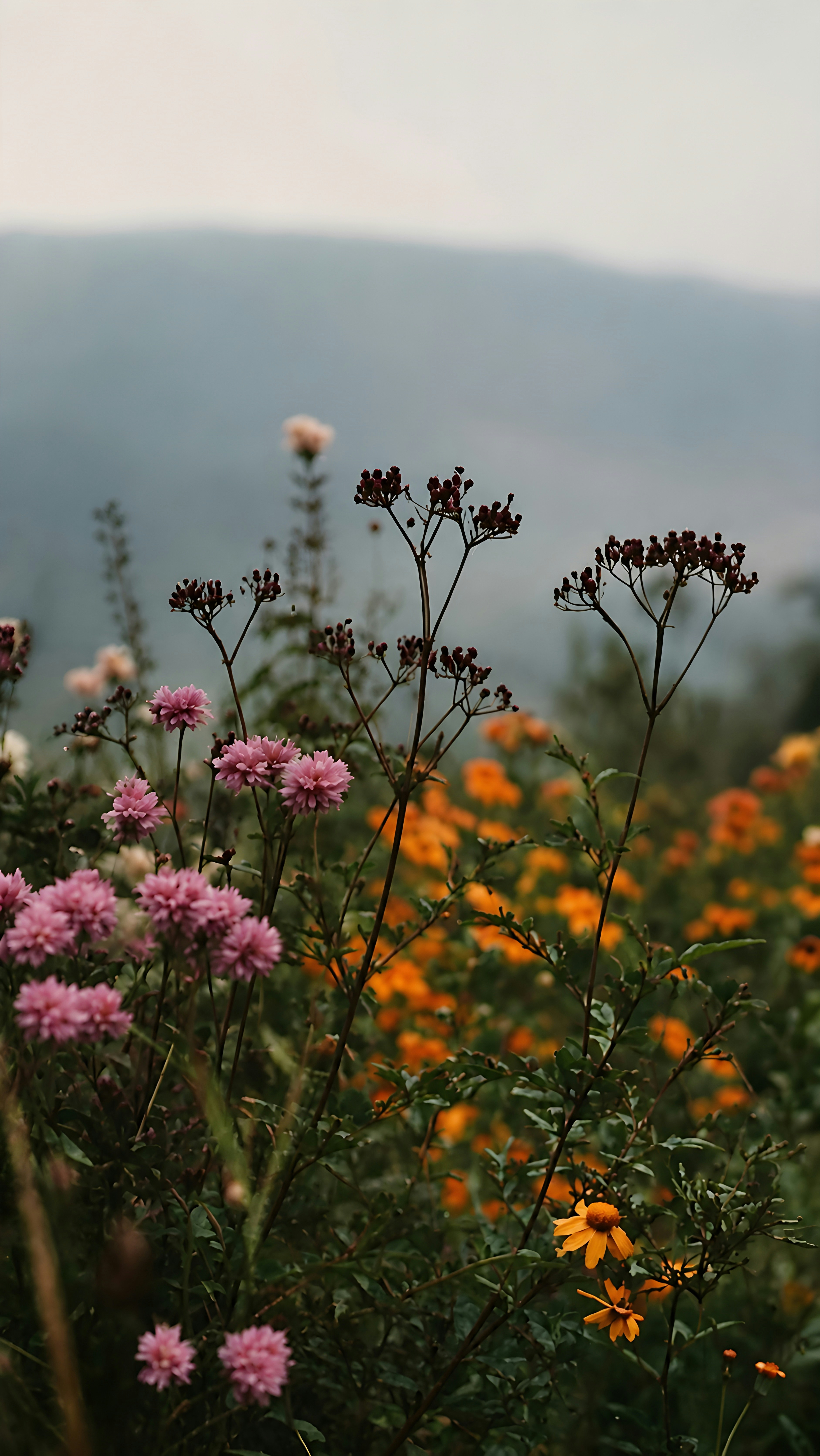Pink and orange wildflowers in a meadow against a soft, misty mountain background