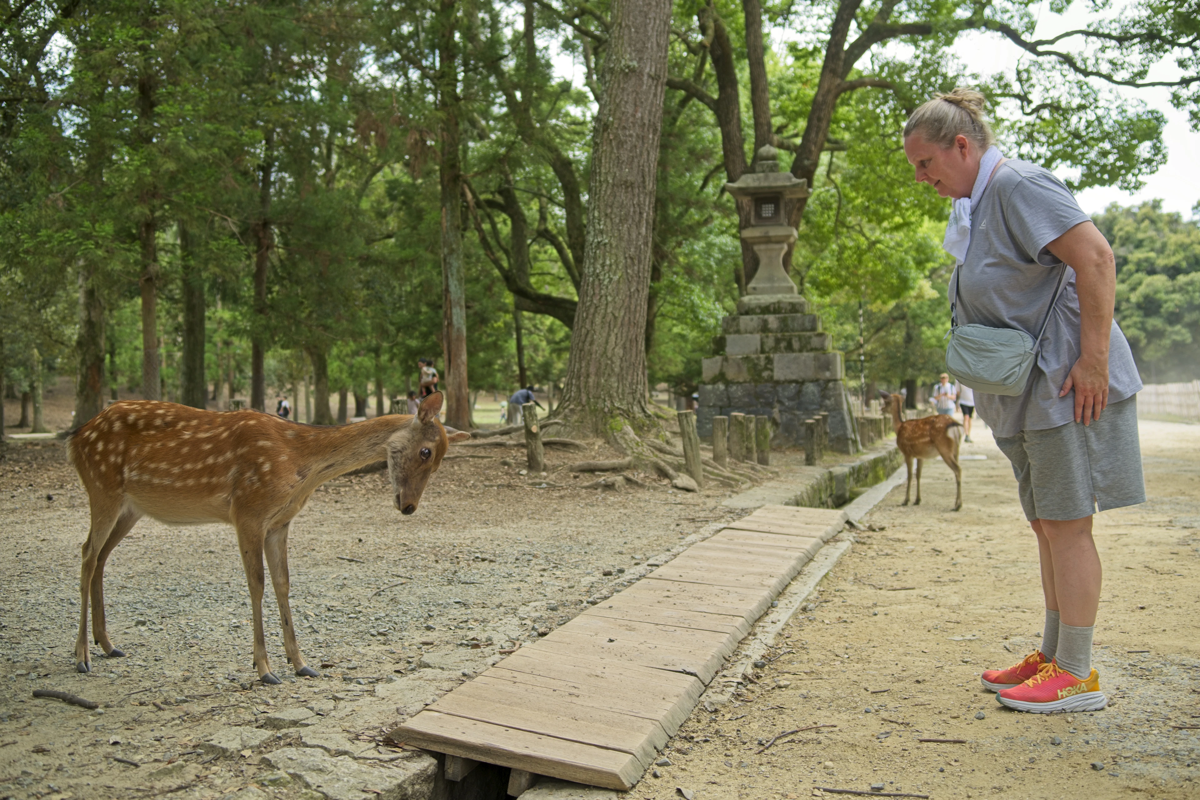 Deer standing along a path in Nara Park among stone lanterns, a visitor bowing to one of them