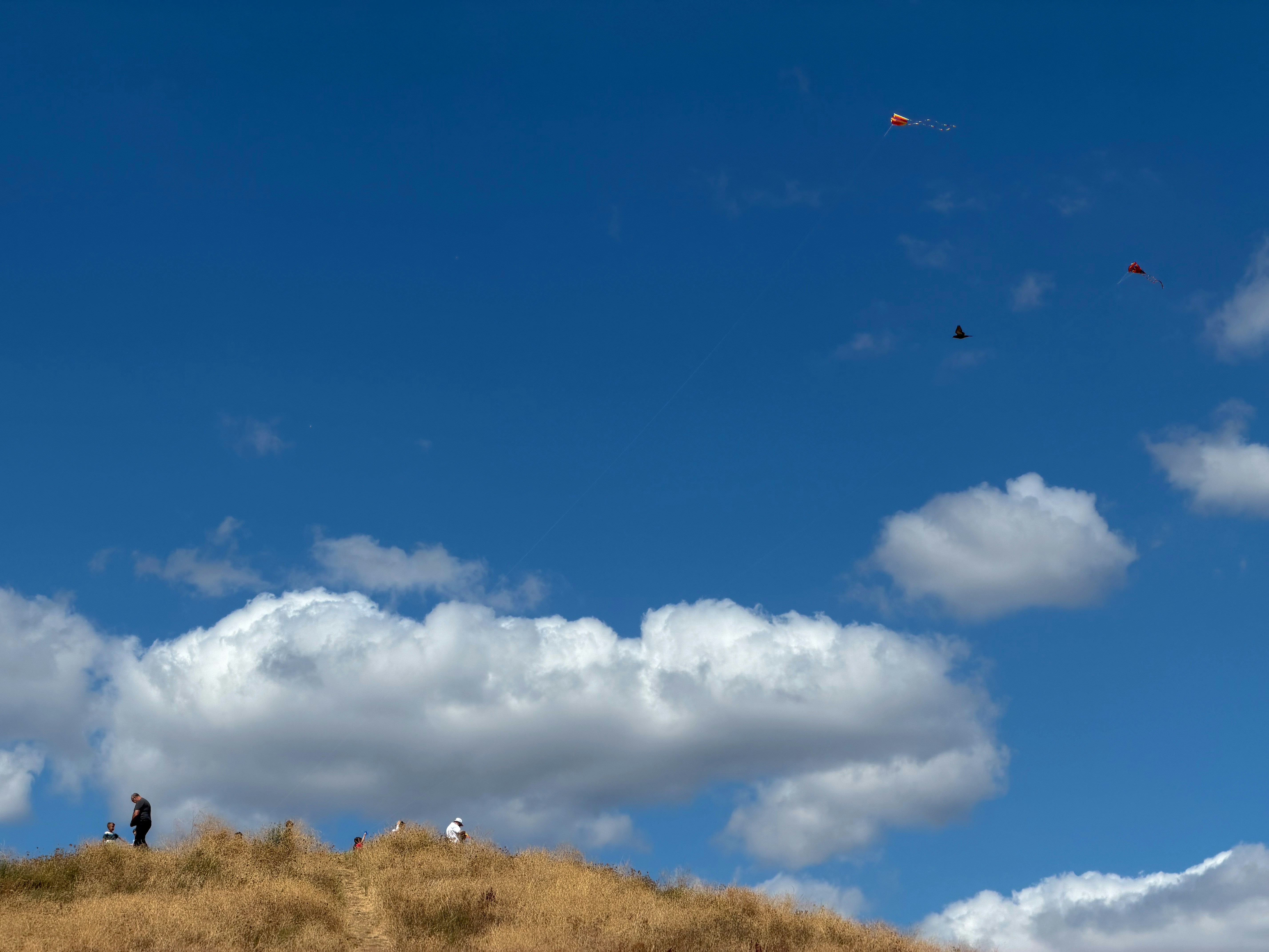 Kites flying high above a grassy hill with people.