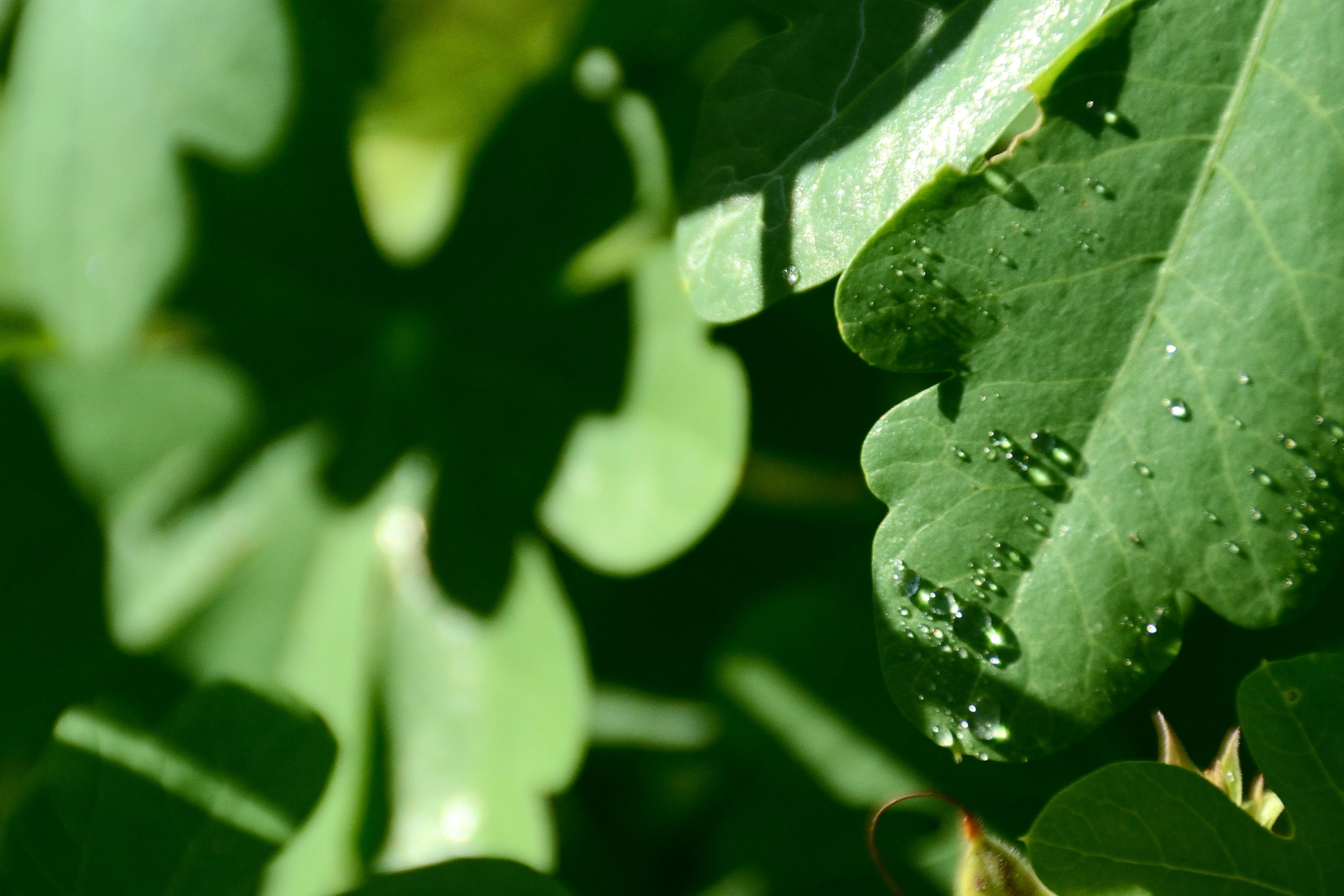 Water droplets on a green oak leaf in bright sunlight