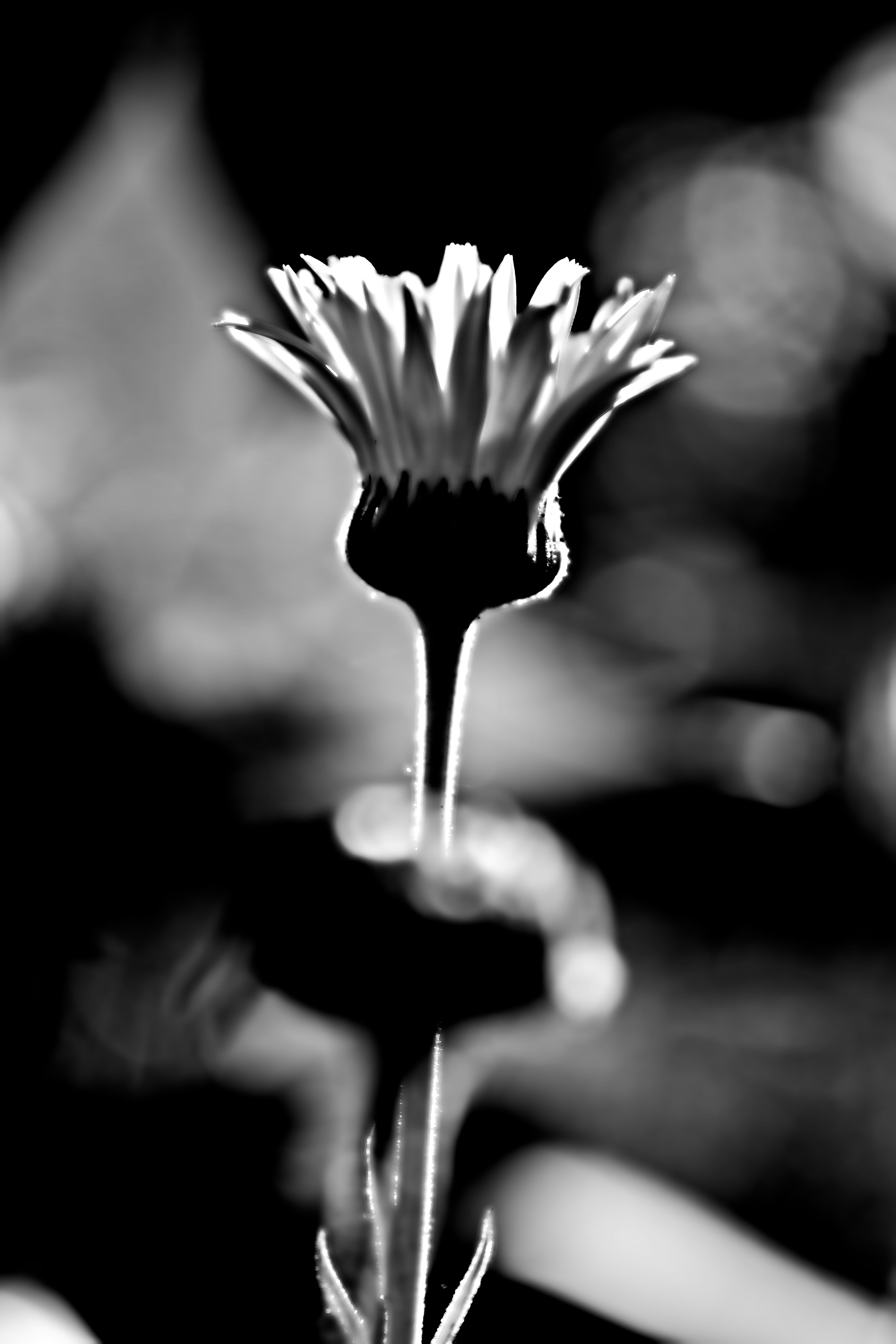 Une fleur rétroéclairée en noir et blanc avec un fond bokeh doux.
