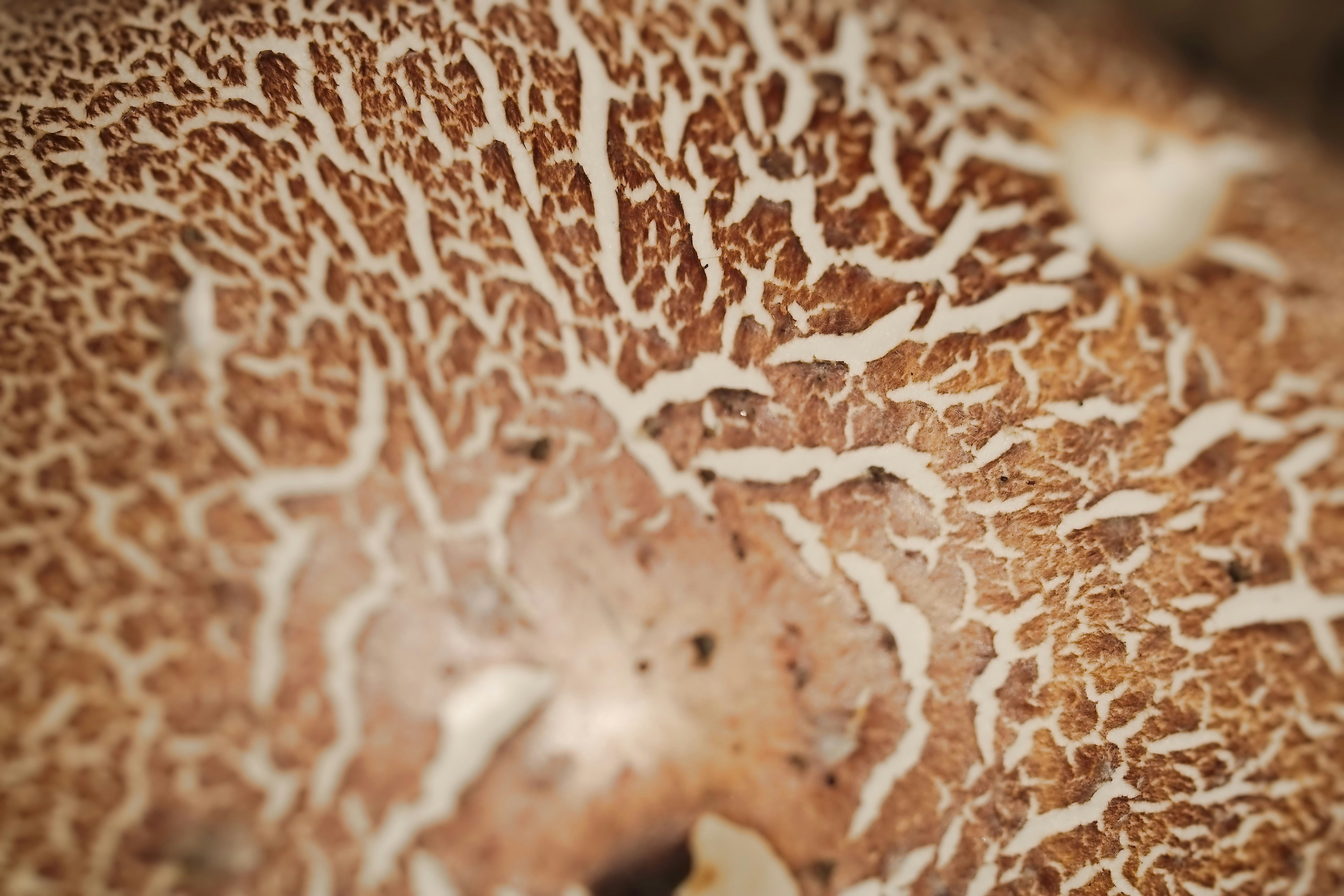 Une vue macro d’un chapeau de champignon brun avec une surface craquelée et texturée.
