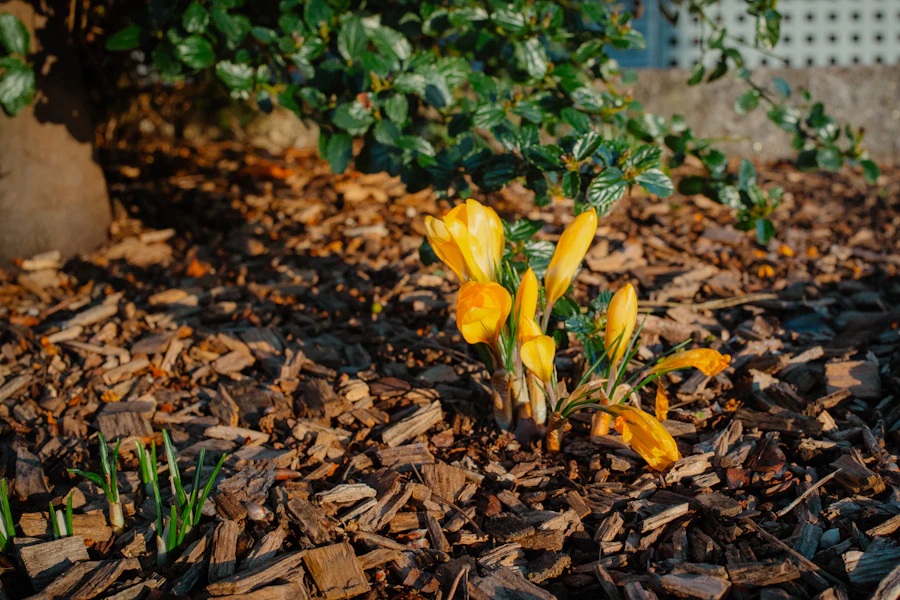Crocuses in mulch
