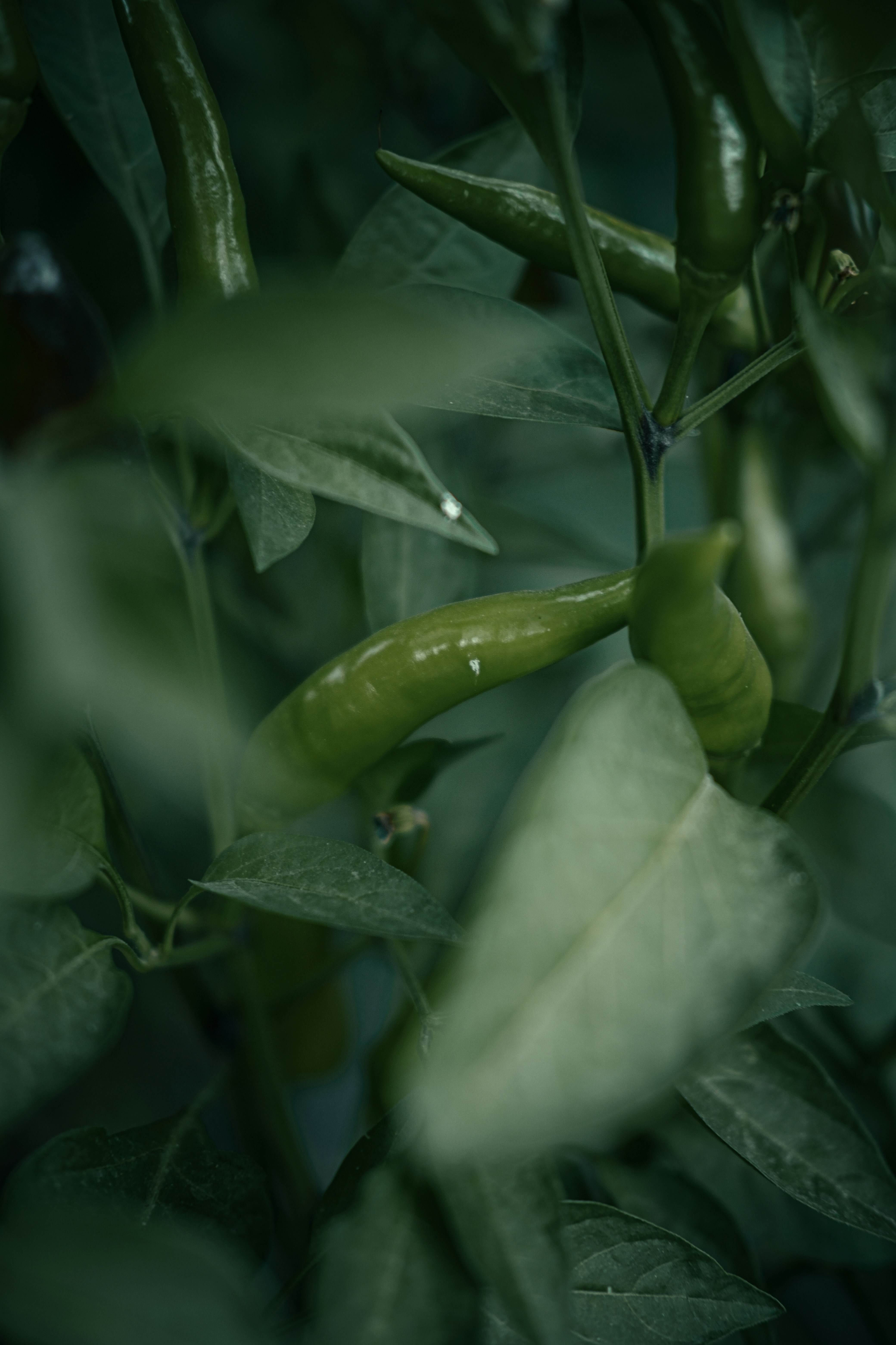 Green chili peppers growing on a leafy plant in a garden
