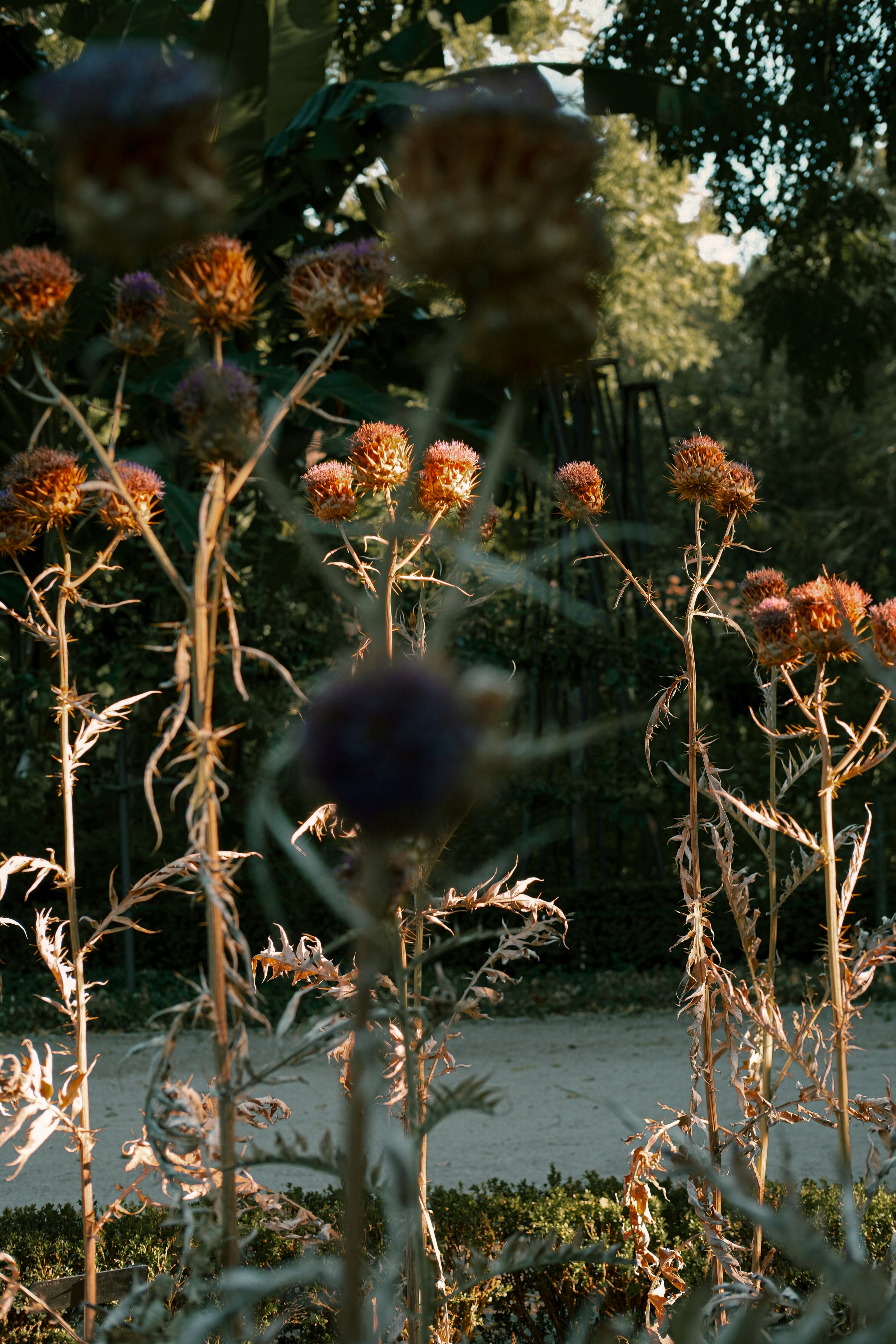 Dried artichoke flowers with spiky petals in a sunlit garden