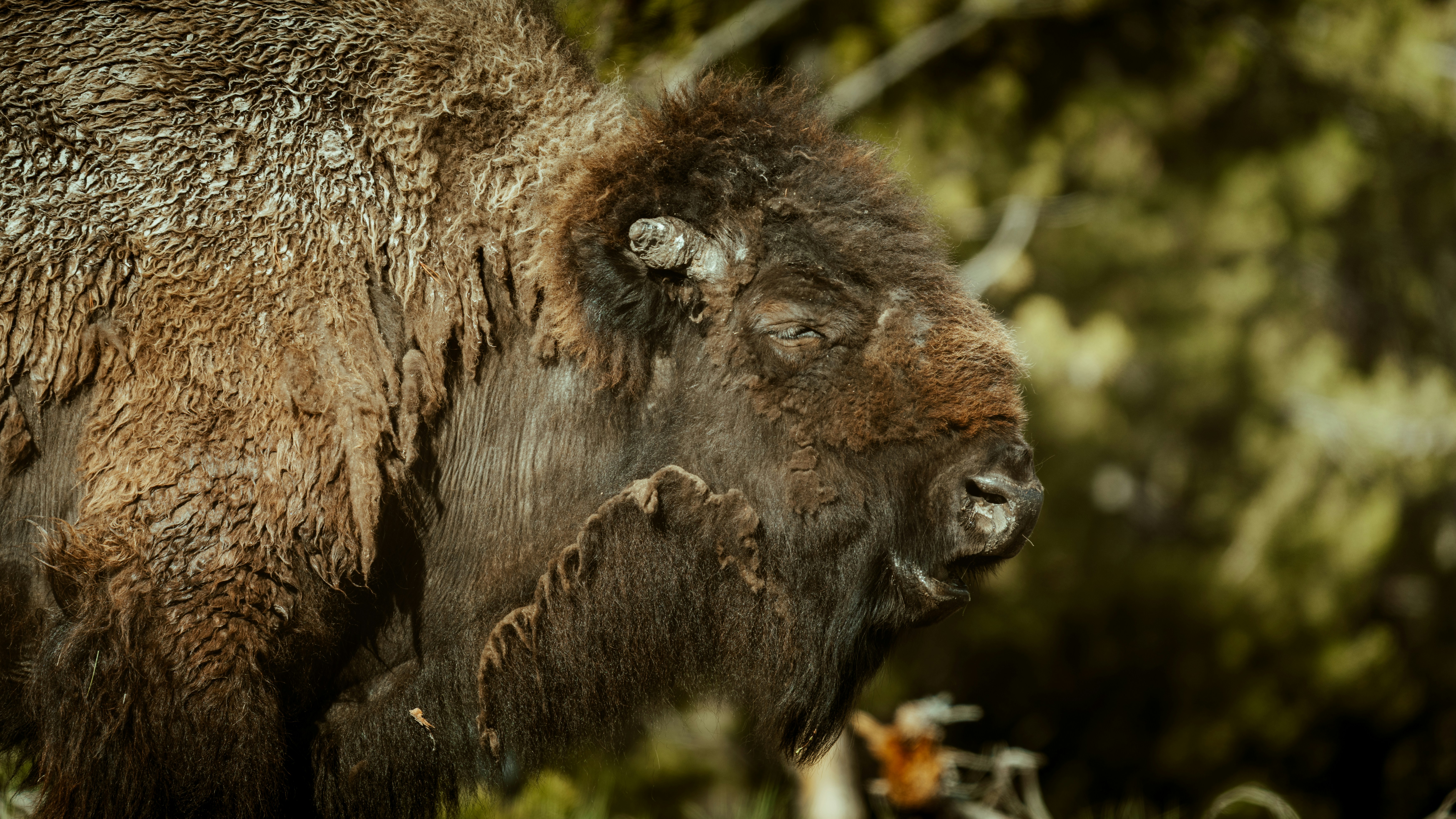 A shaggy brown bison's head in profile against foliage