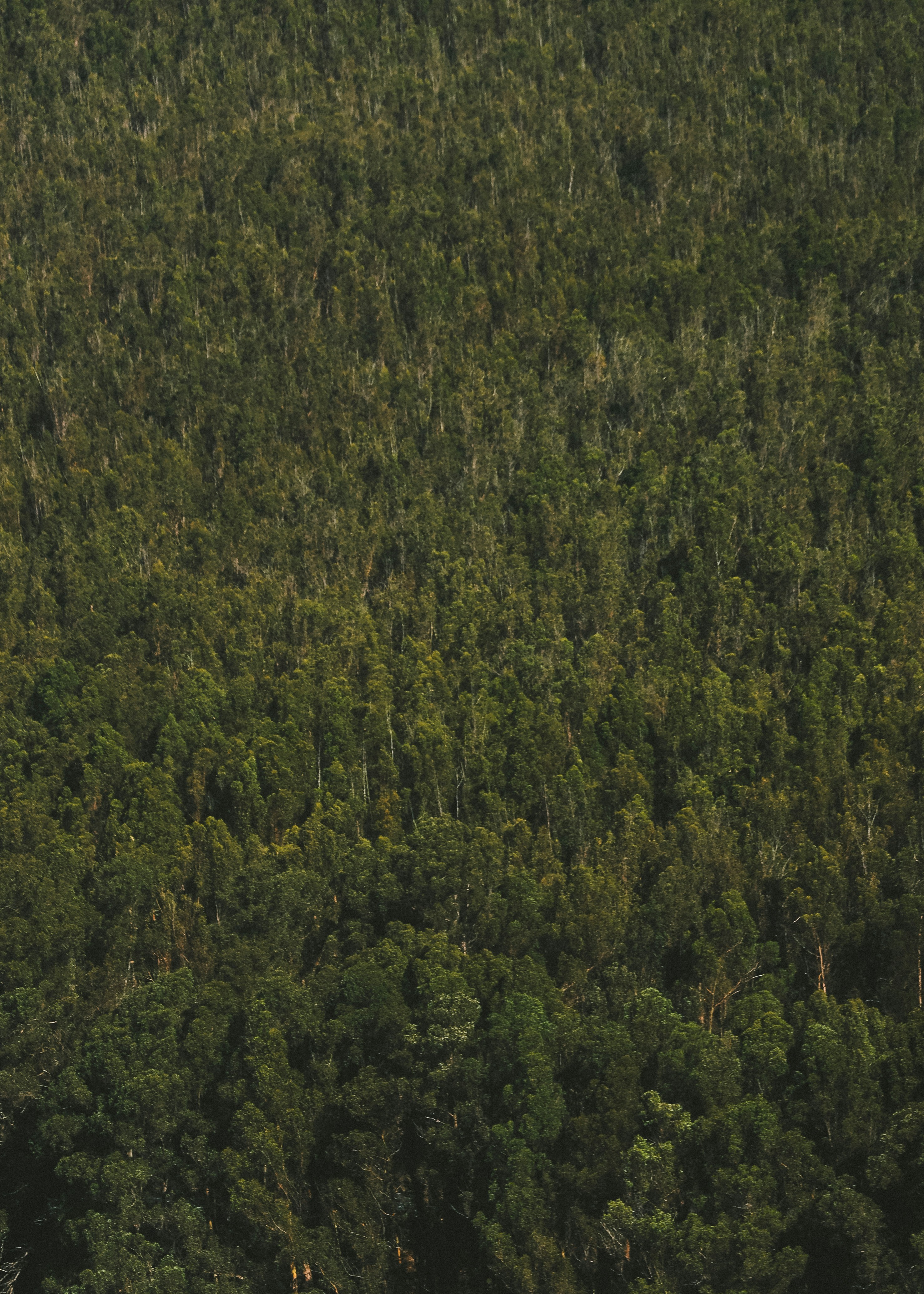 Bosque verde y frondoso visto desde arriba.