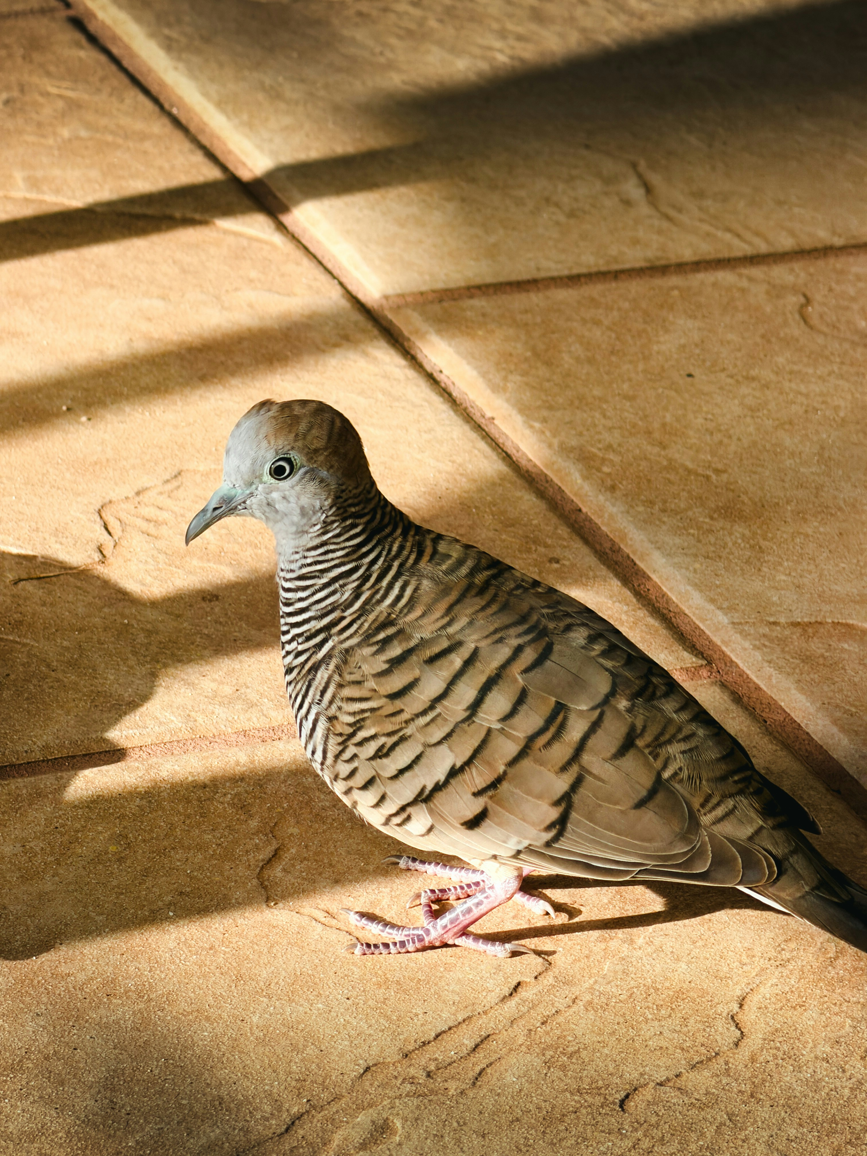 縞模様の鳥がタイルの床に陽光を浴びて立っている
