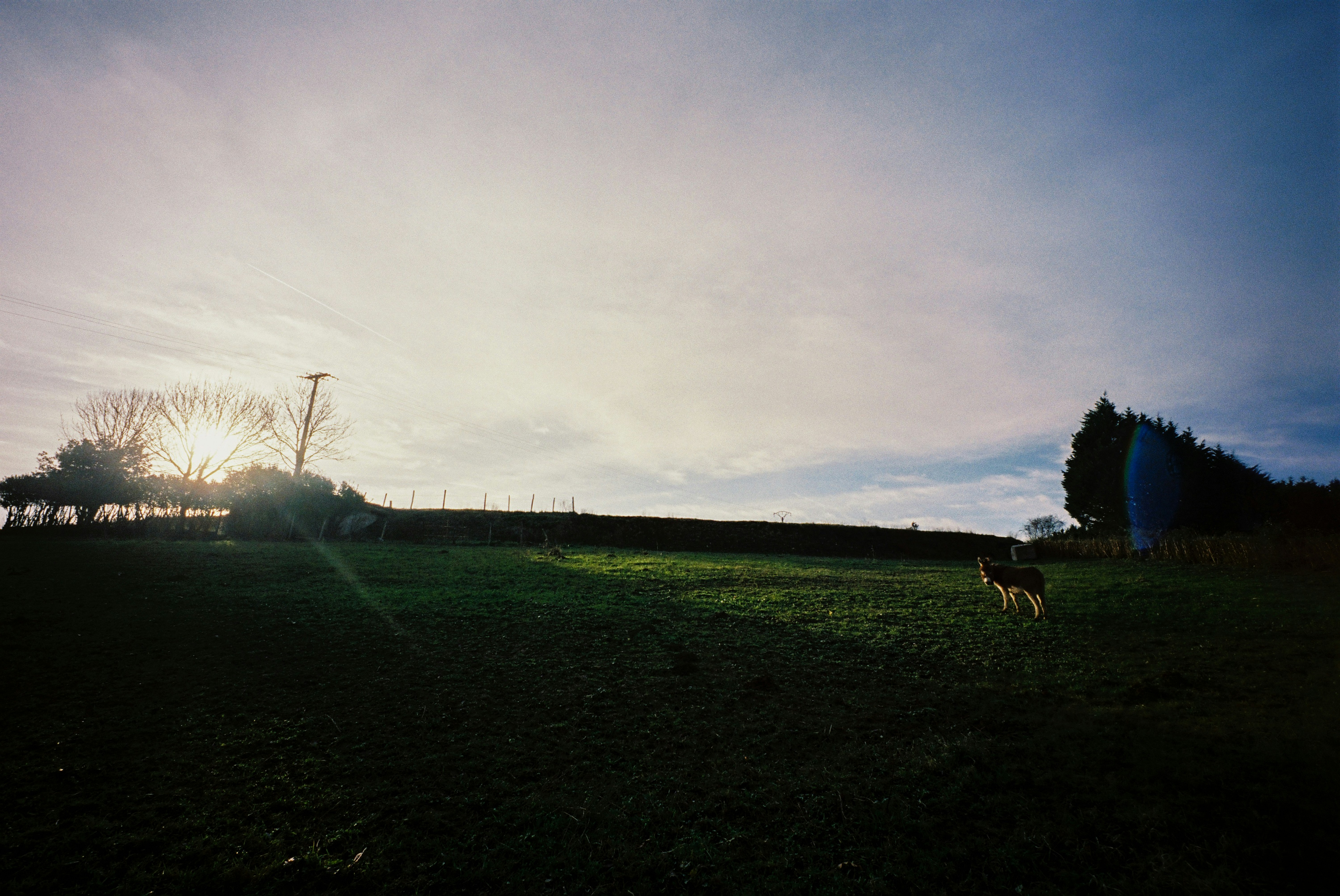 Sunlit green field with trees and a distant animal