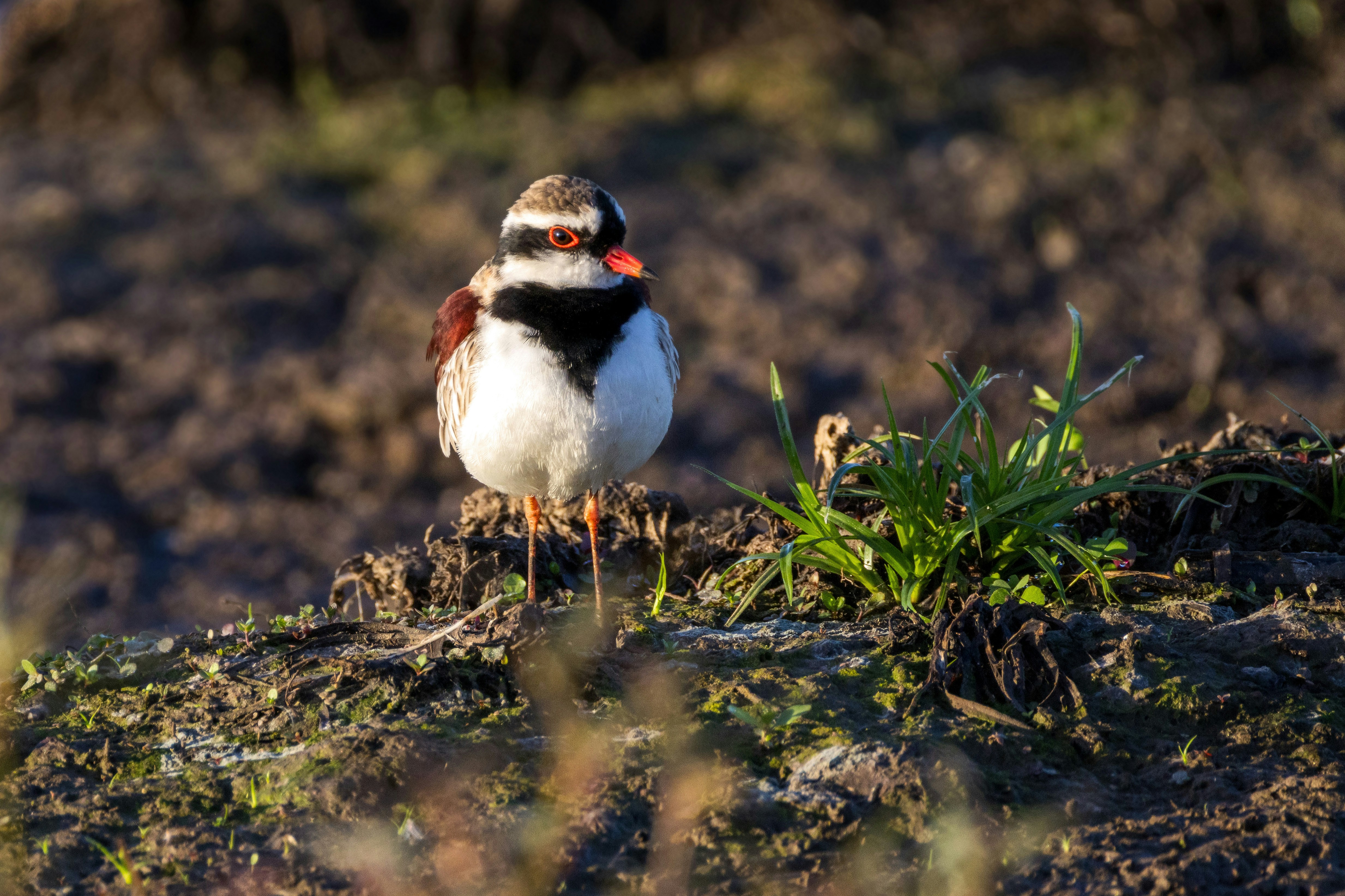 A plover bird stands on earthy ground with green plants.
