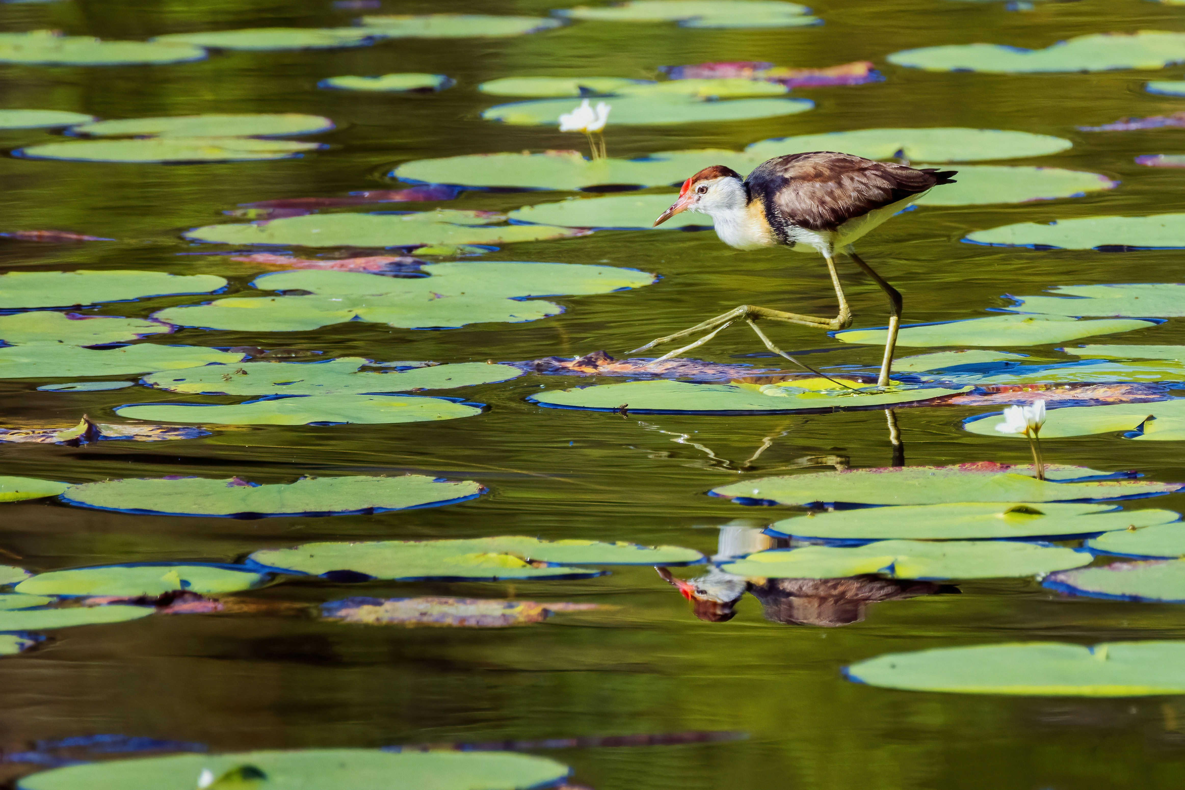 Jacana bird walking on green lily pads in water.