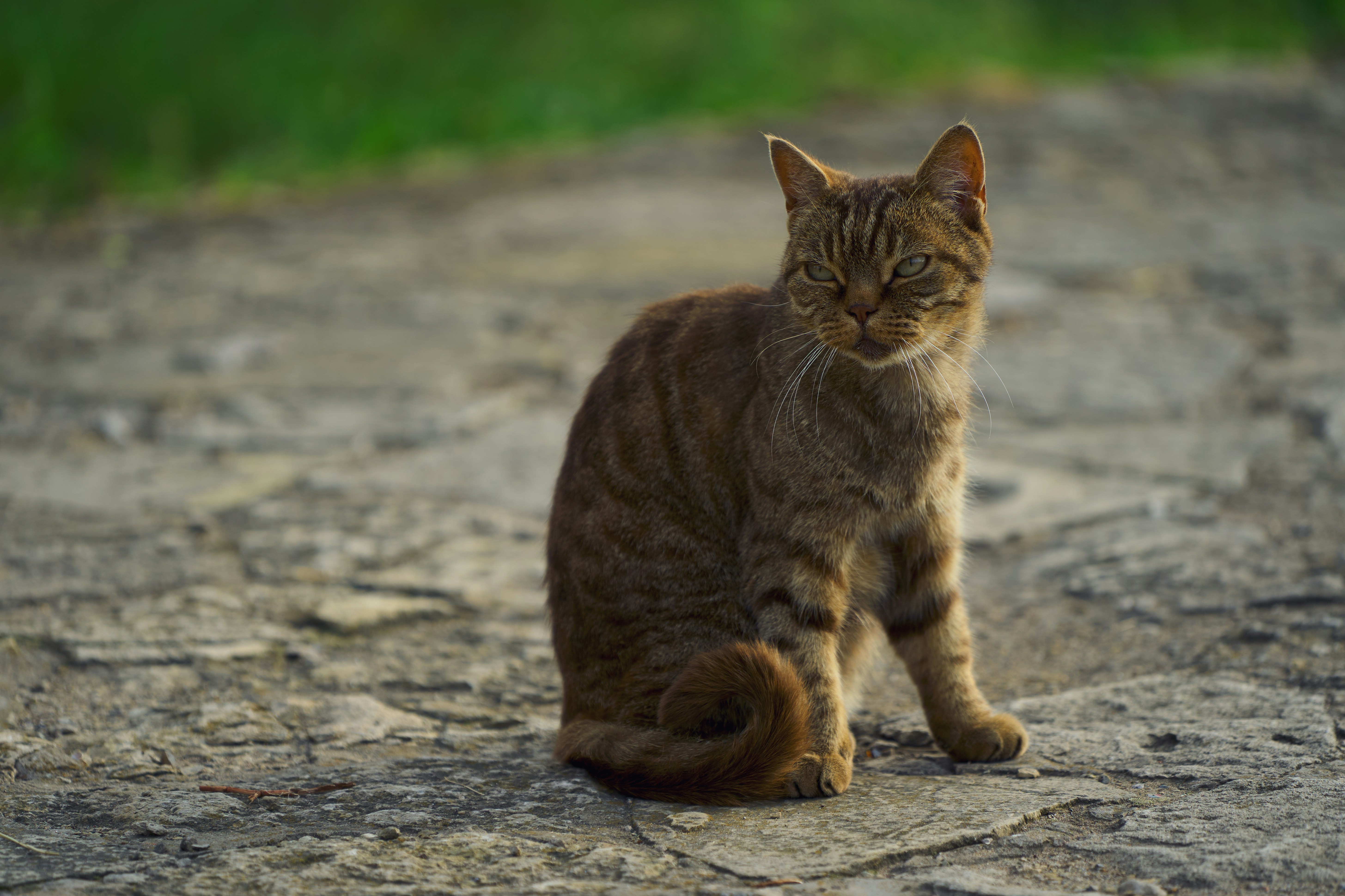 Un gatto tigrato marrone siede su un sentiero di pietra.