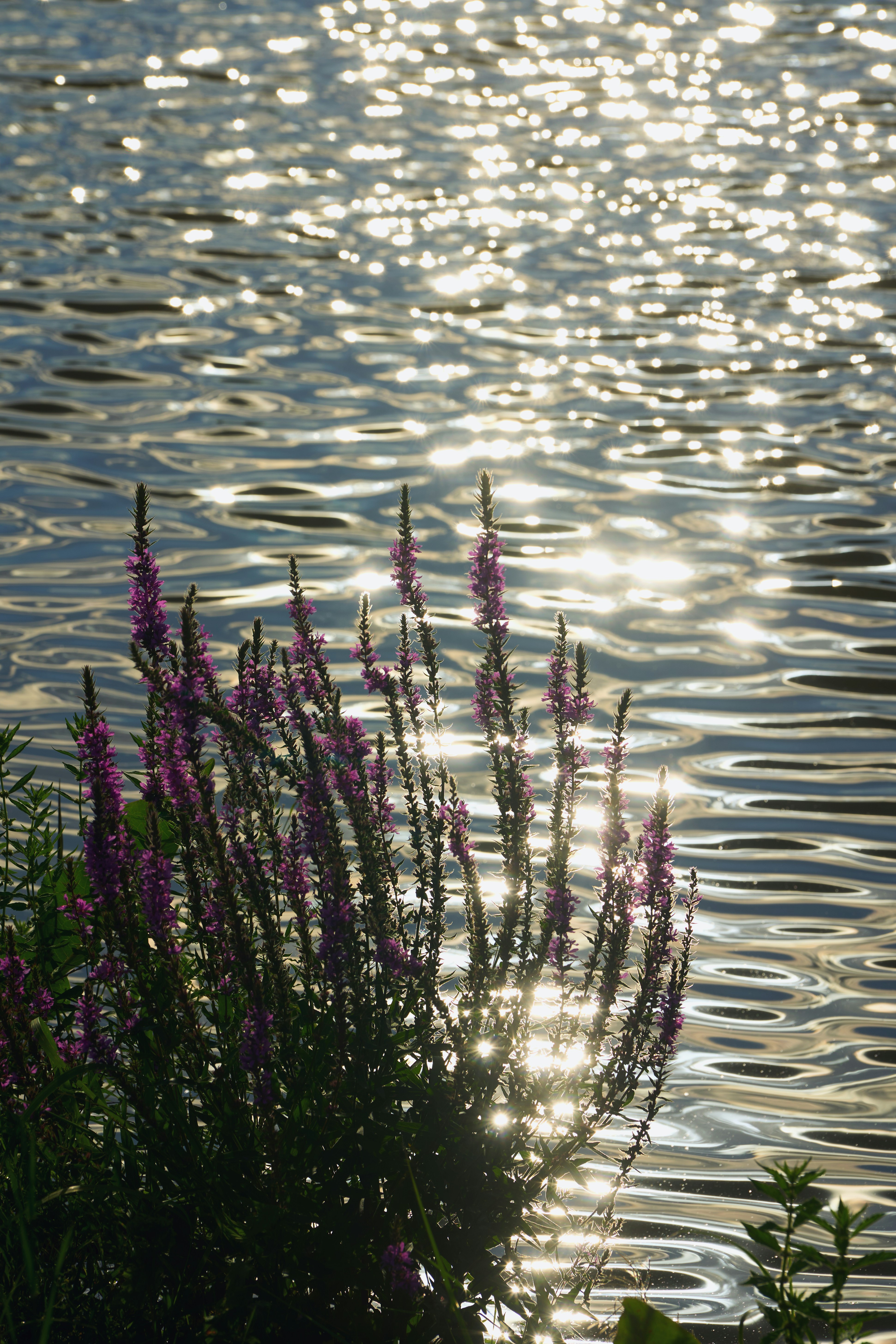 Fiori viola che si stagliavano contro l'acqua scintillante e increspata.