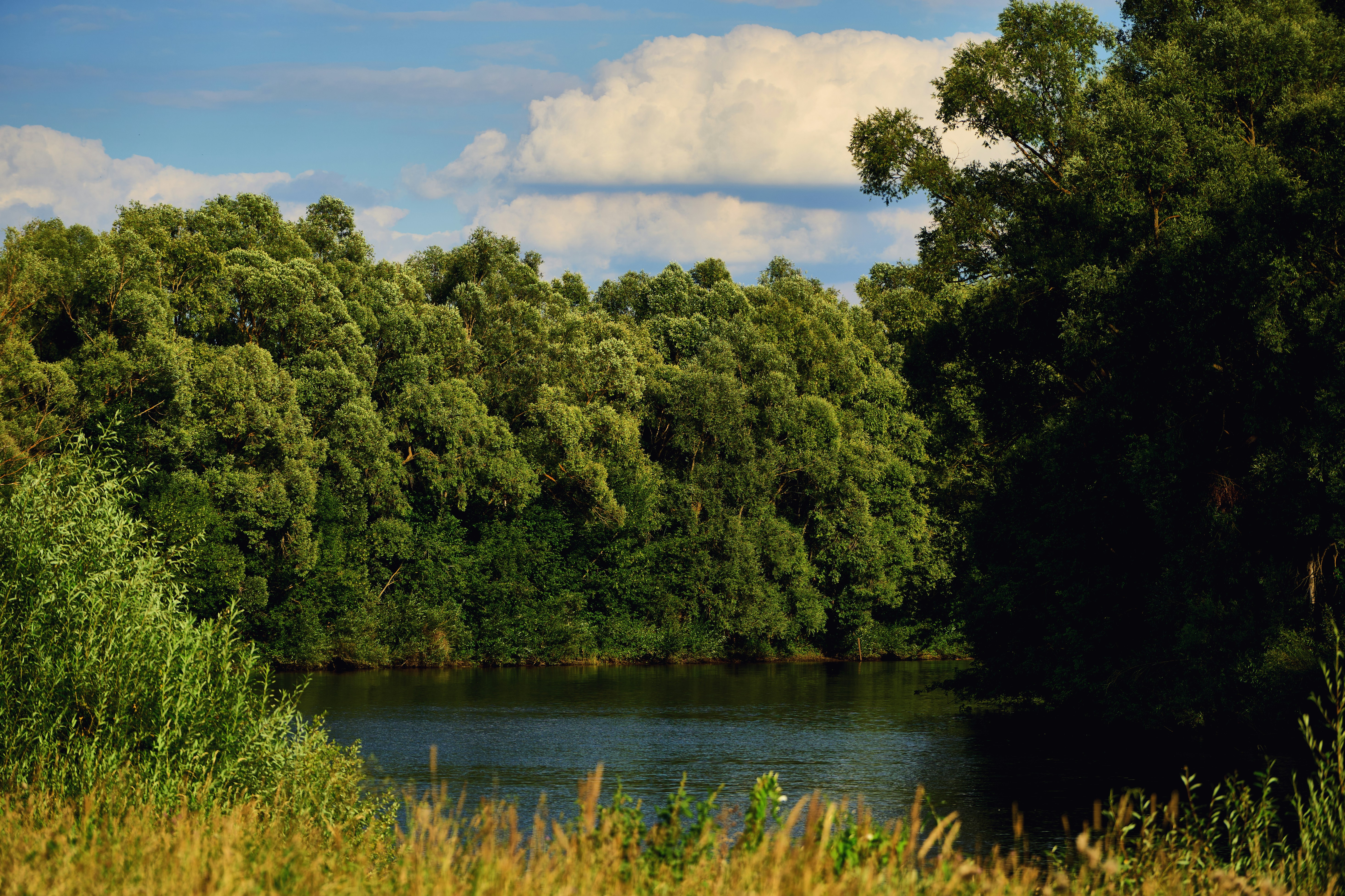 Fiume calmo circondato da alberi verdi sotto un cielo azzurro.