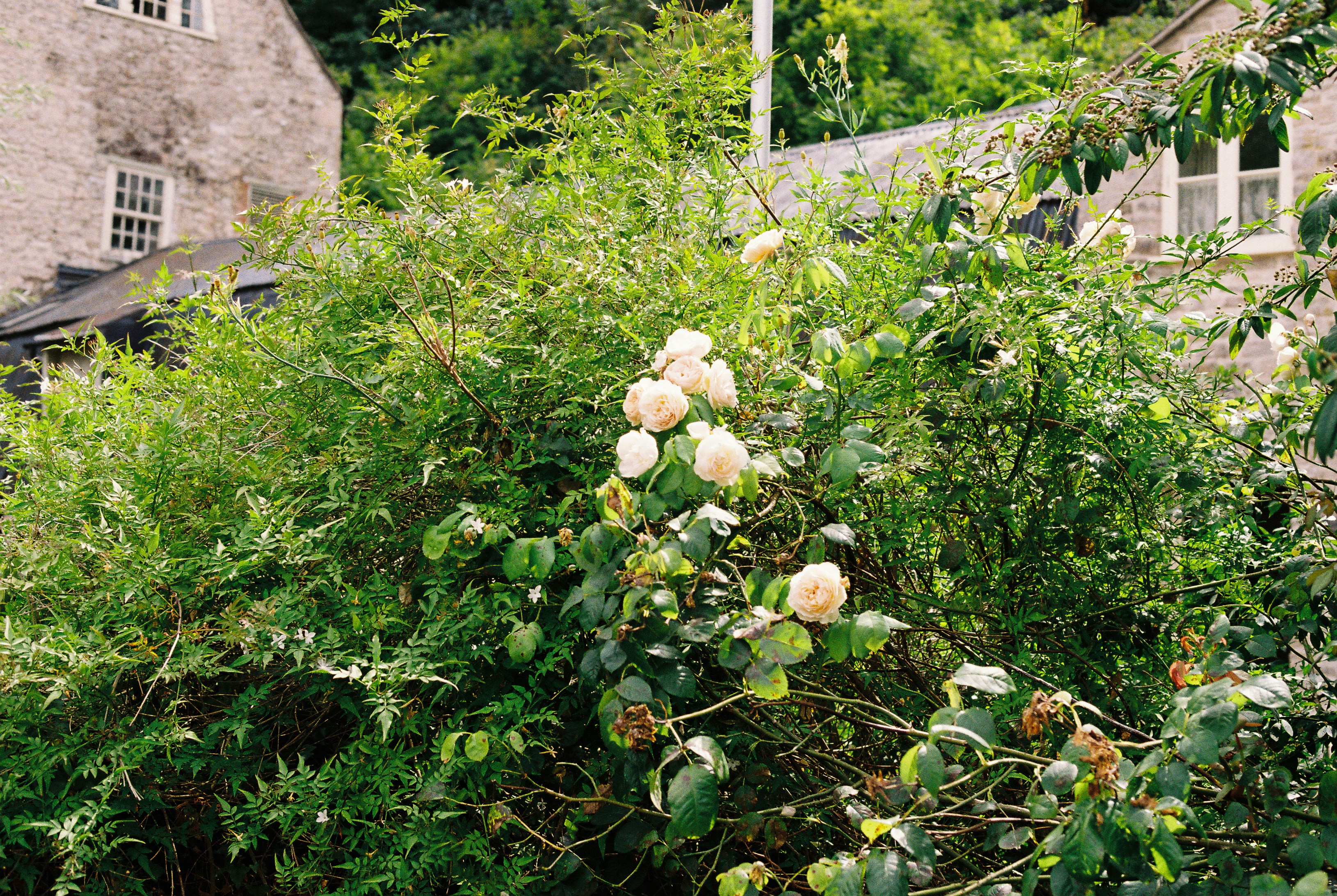 Jardin des Viantaises — Beaulieu-lès-Loches