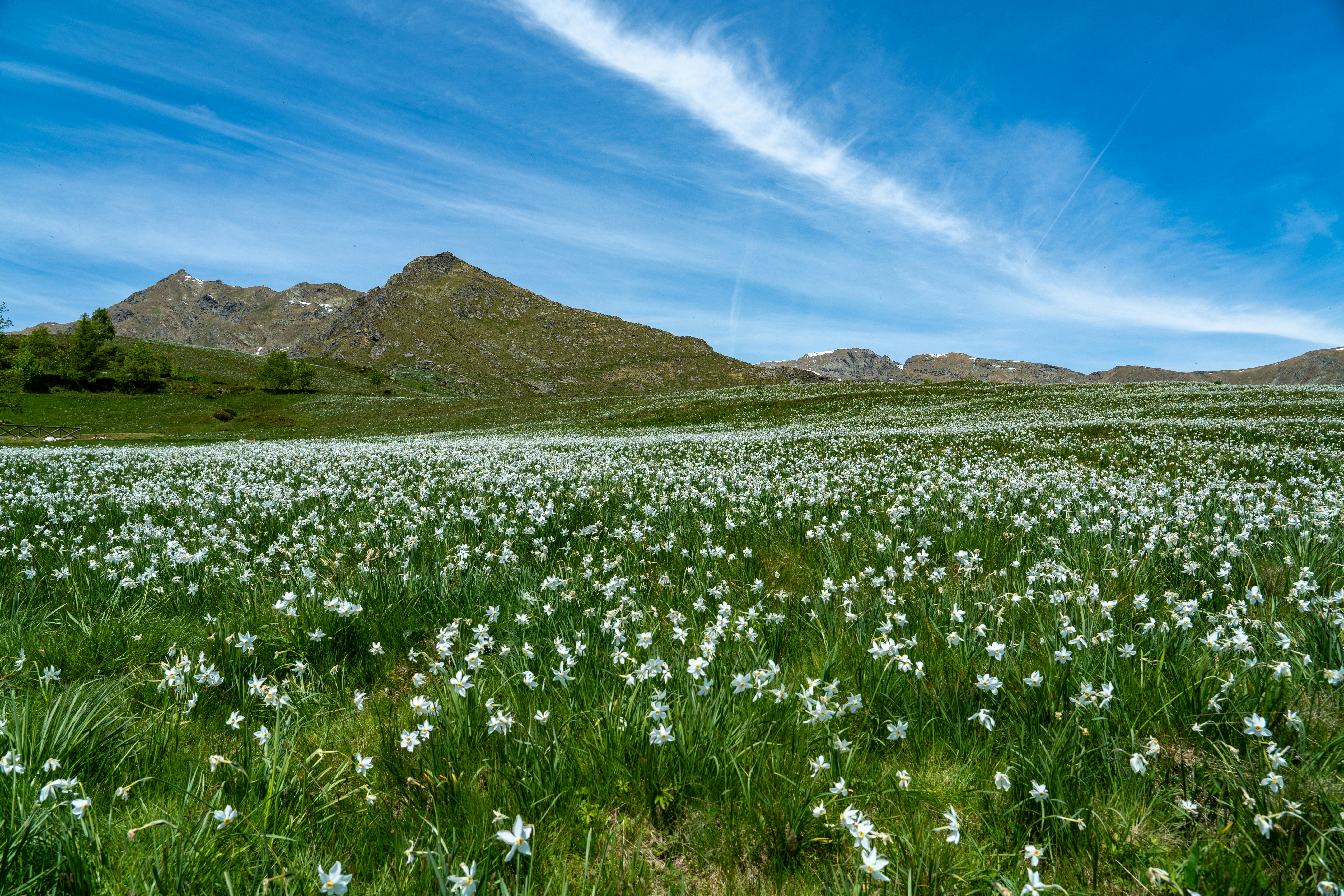 Expansive field of white narcissus flowers with mountains