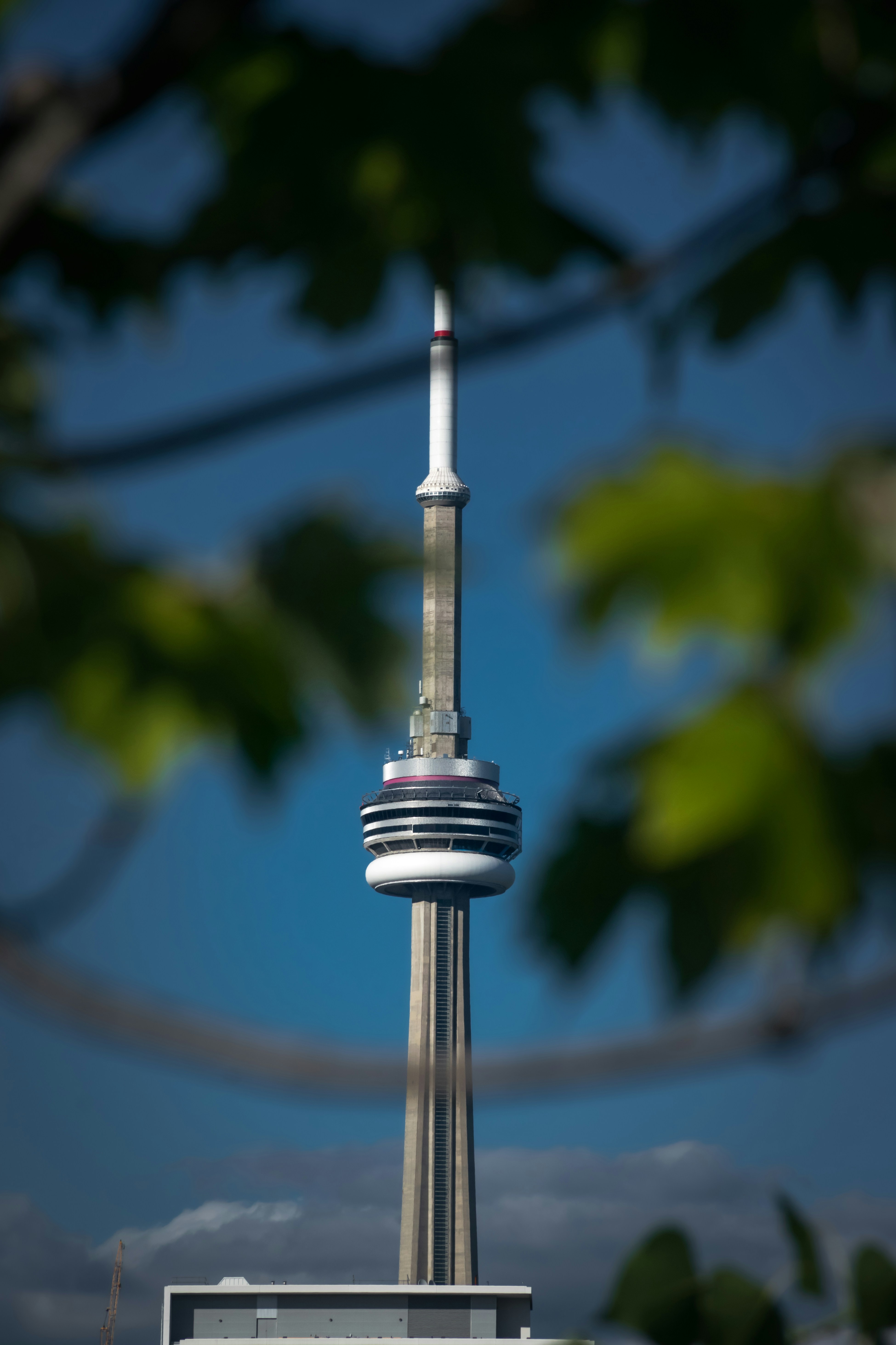 Iconic cn tower framed by blurred green leaves.