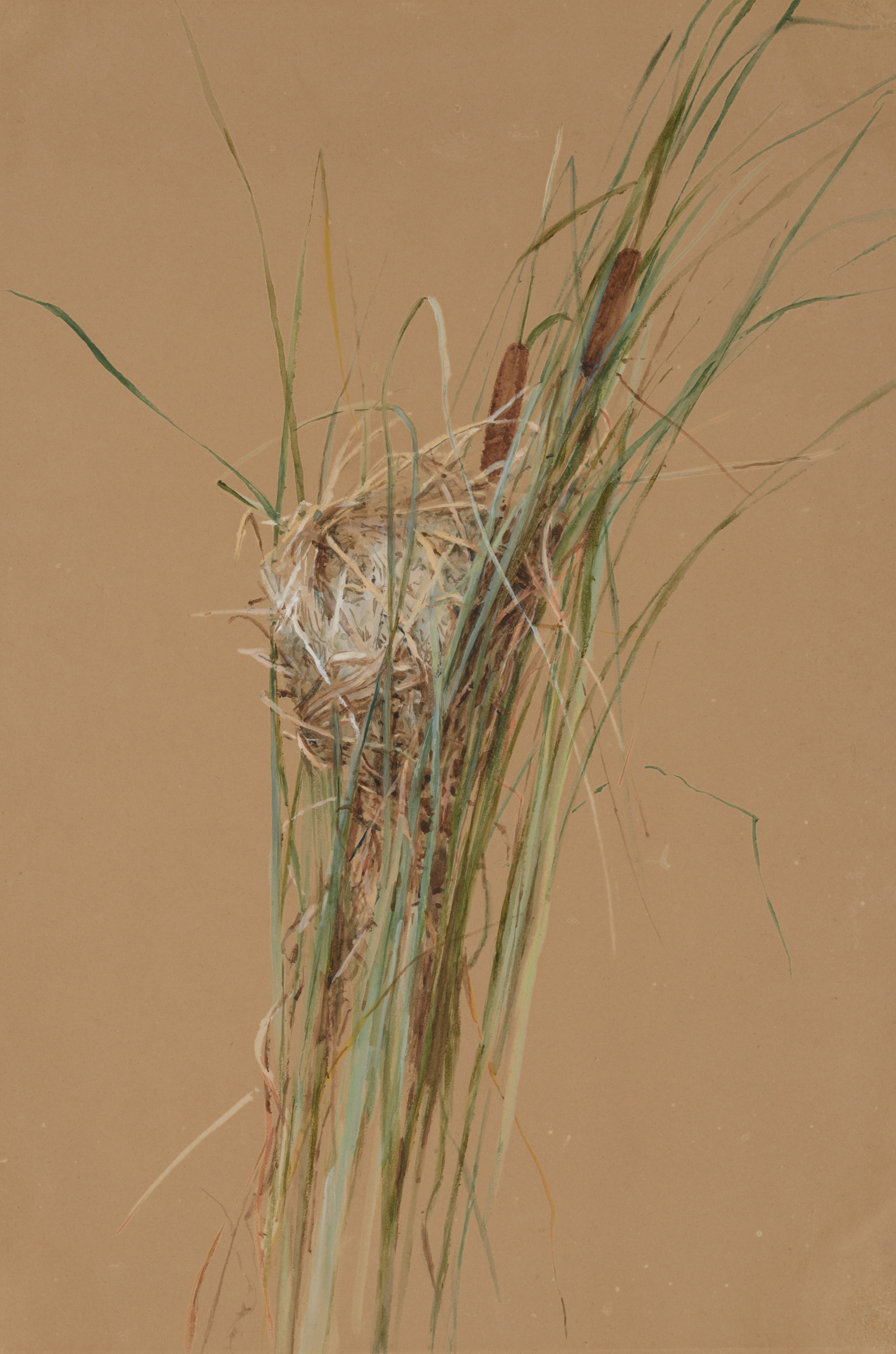 A bird's nest hidden among tall grass and cattails