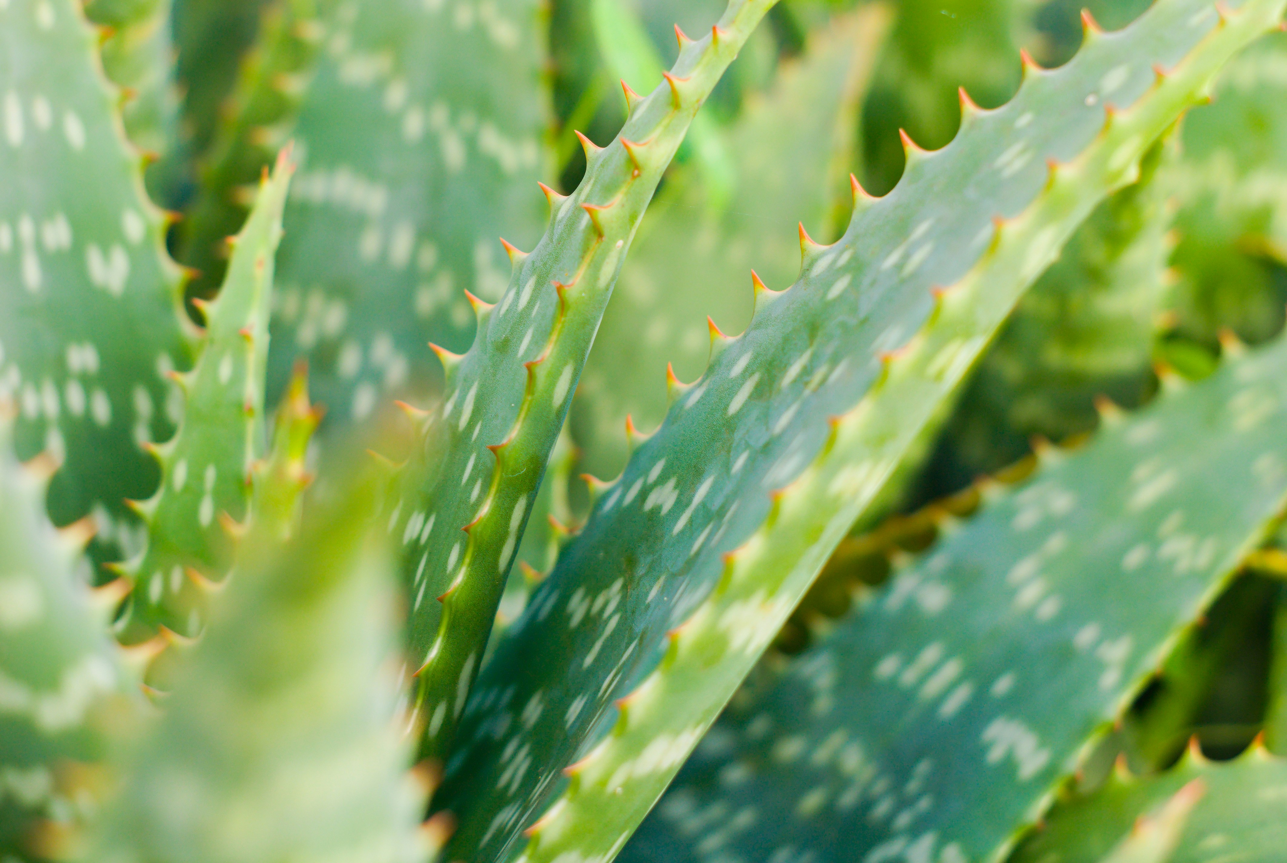 aloe vera skincare nature, wallpaper, Aloe Vera Face Wash for Stubborn Acne Review: Does It Work? 5