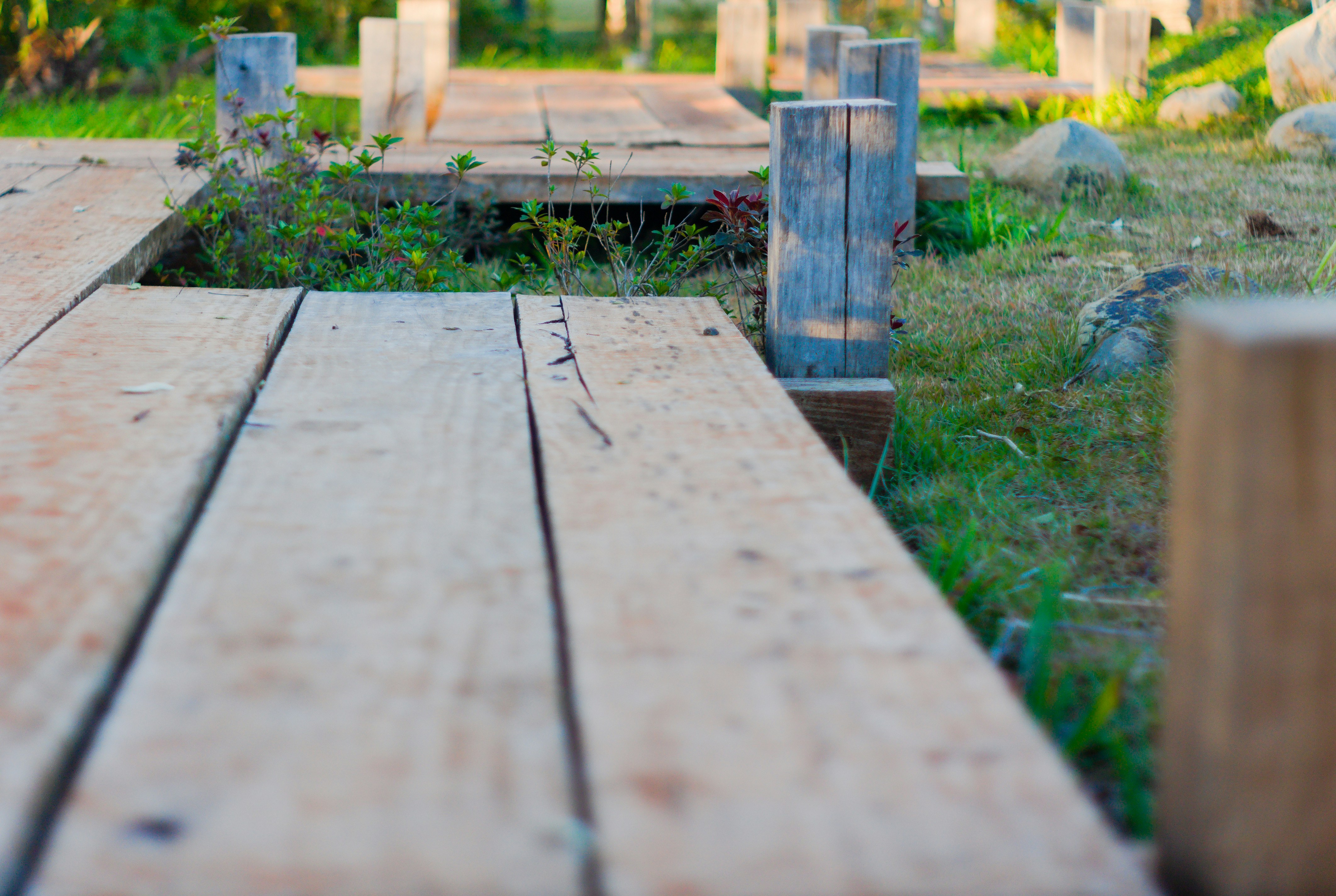 A wooden boardwalk pathway through green grass