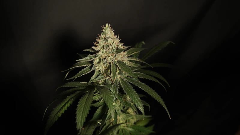 Flor de cannabis