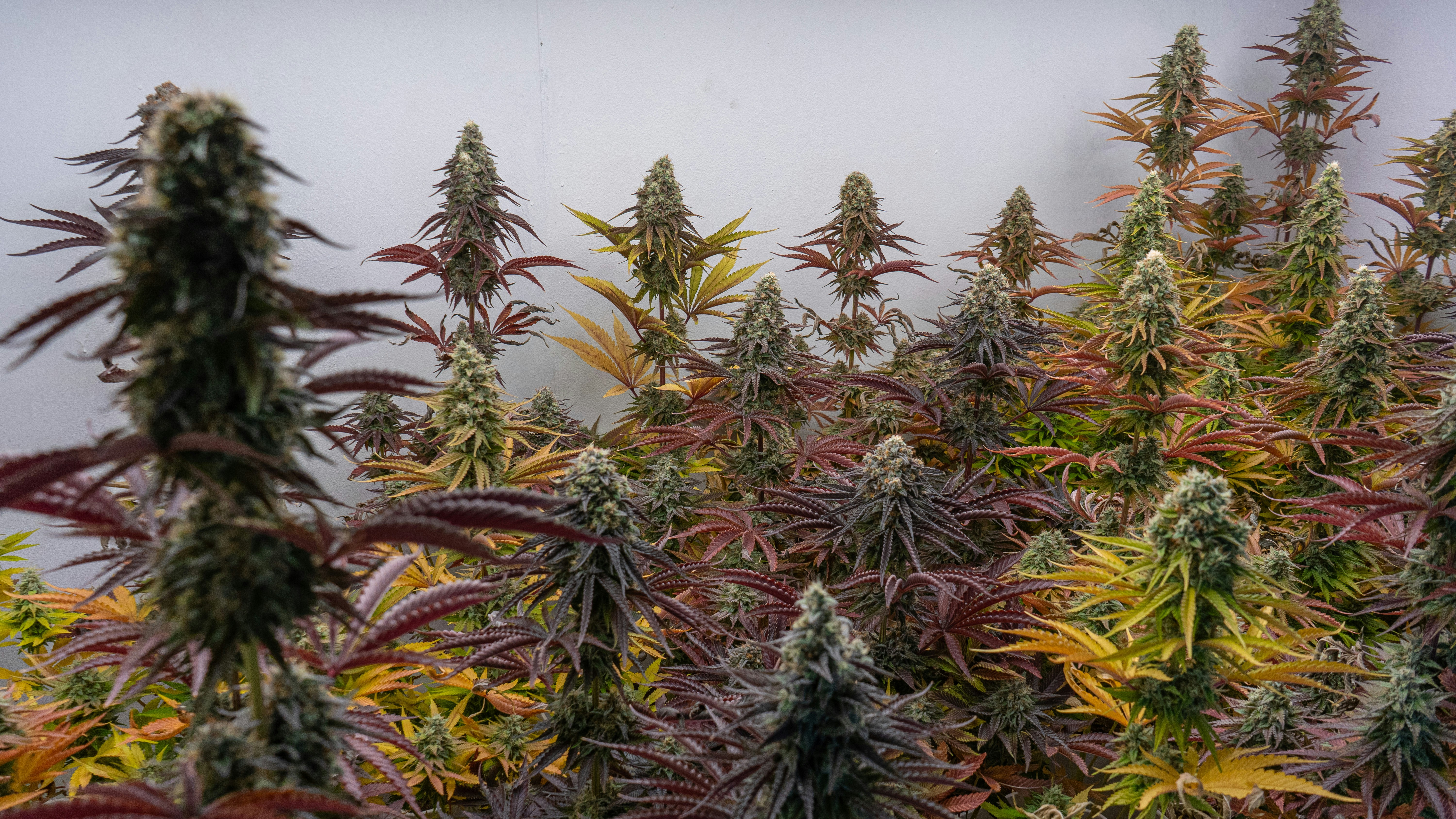 National cannabis brand's Maryland assets go up for sale