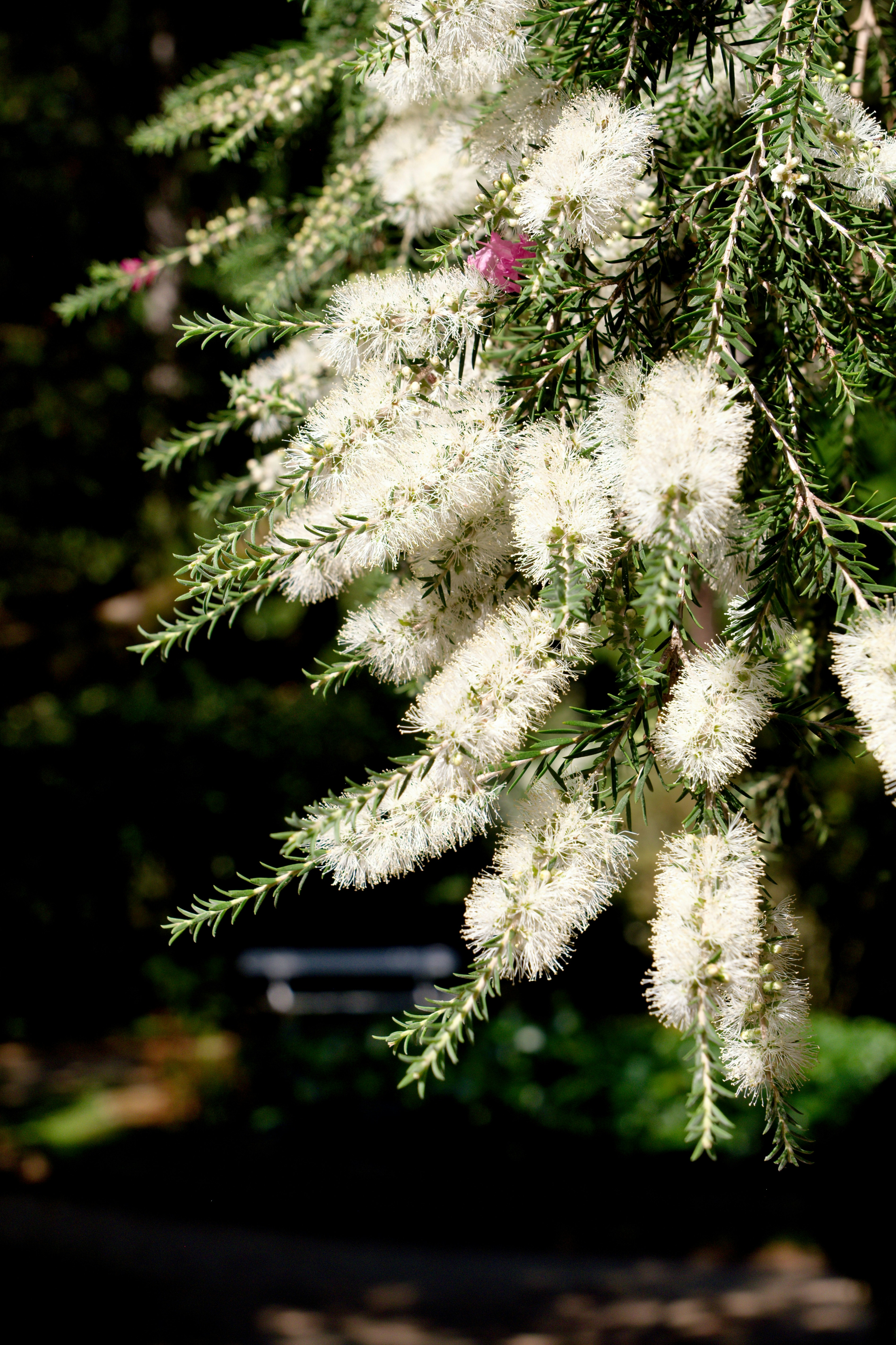 White bottlebrush flowers blooming on green branches.