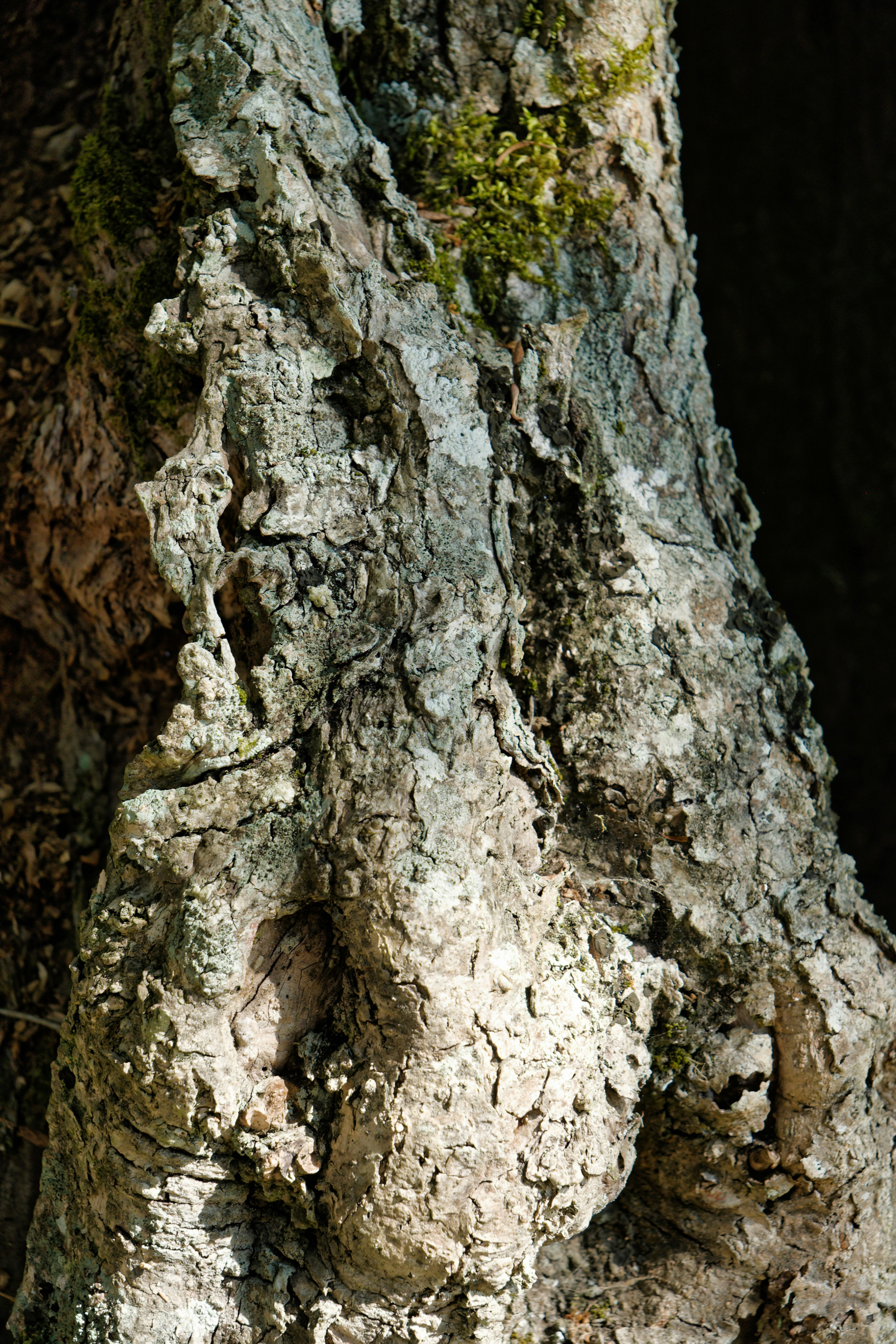 Rough, textured tree bark with moss growing on its surface.