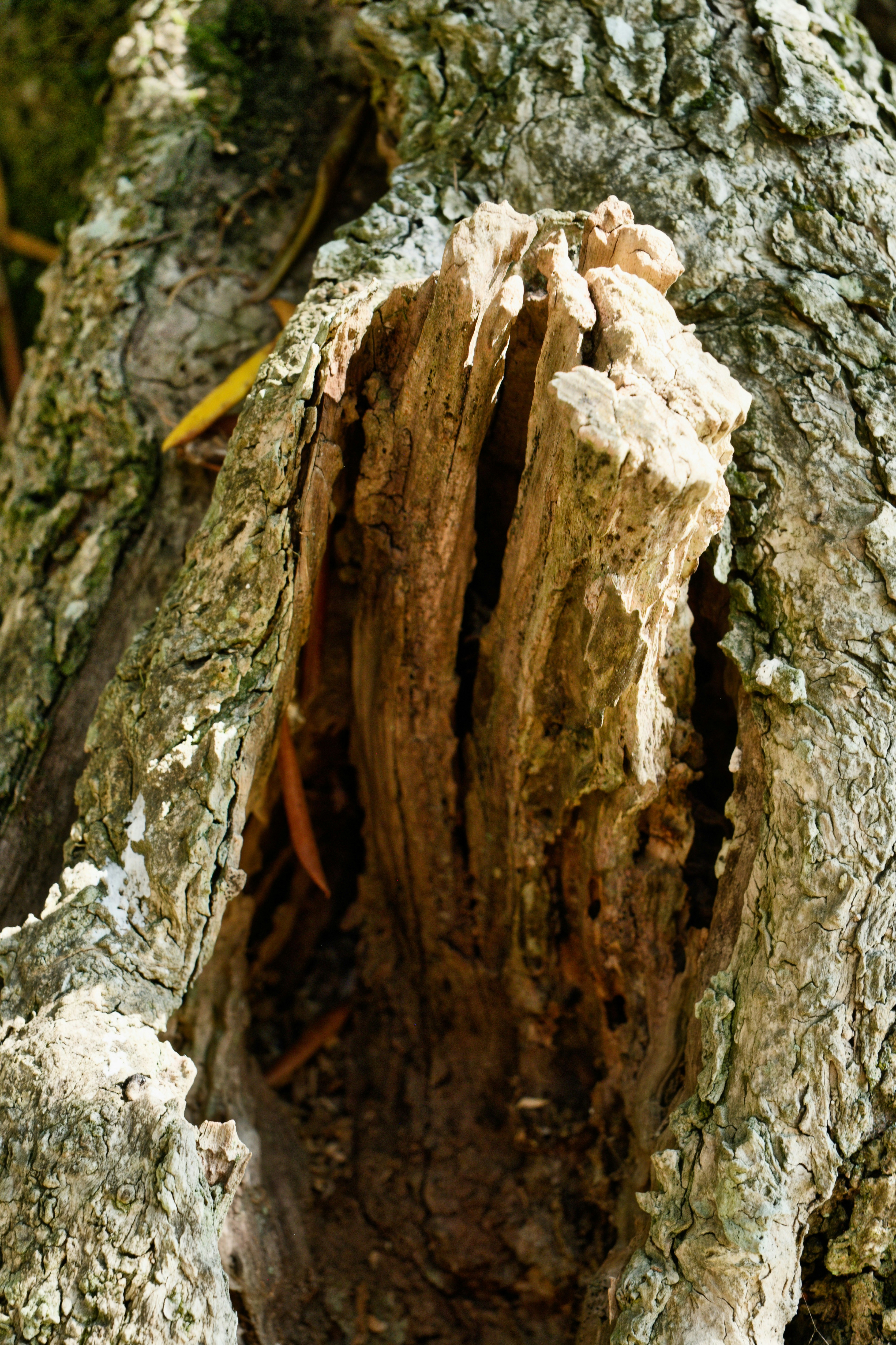 Decaying tree trunk with a large, weathered hollow.