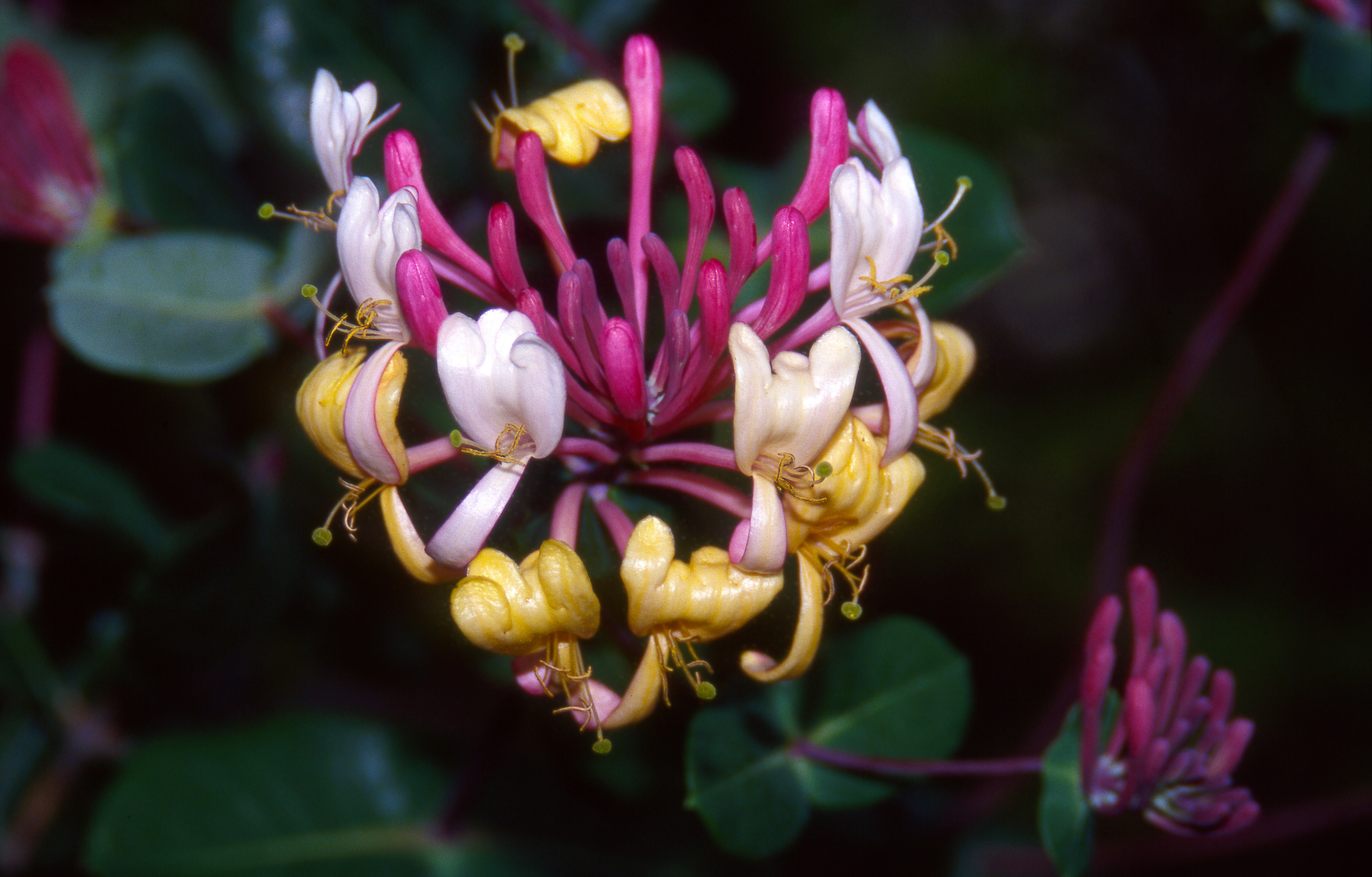 A cluster of pink, white, and yellow honeysuckle flowers against a dark background