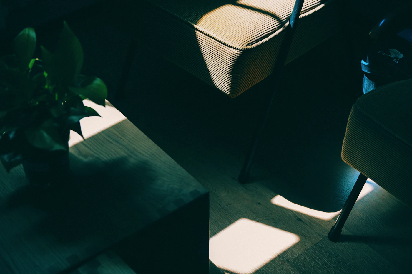 Low winter sunlight casting long shadows across a plant and furniture