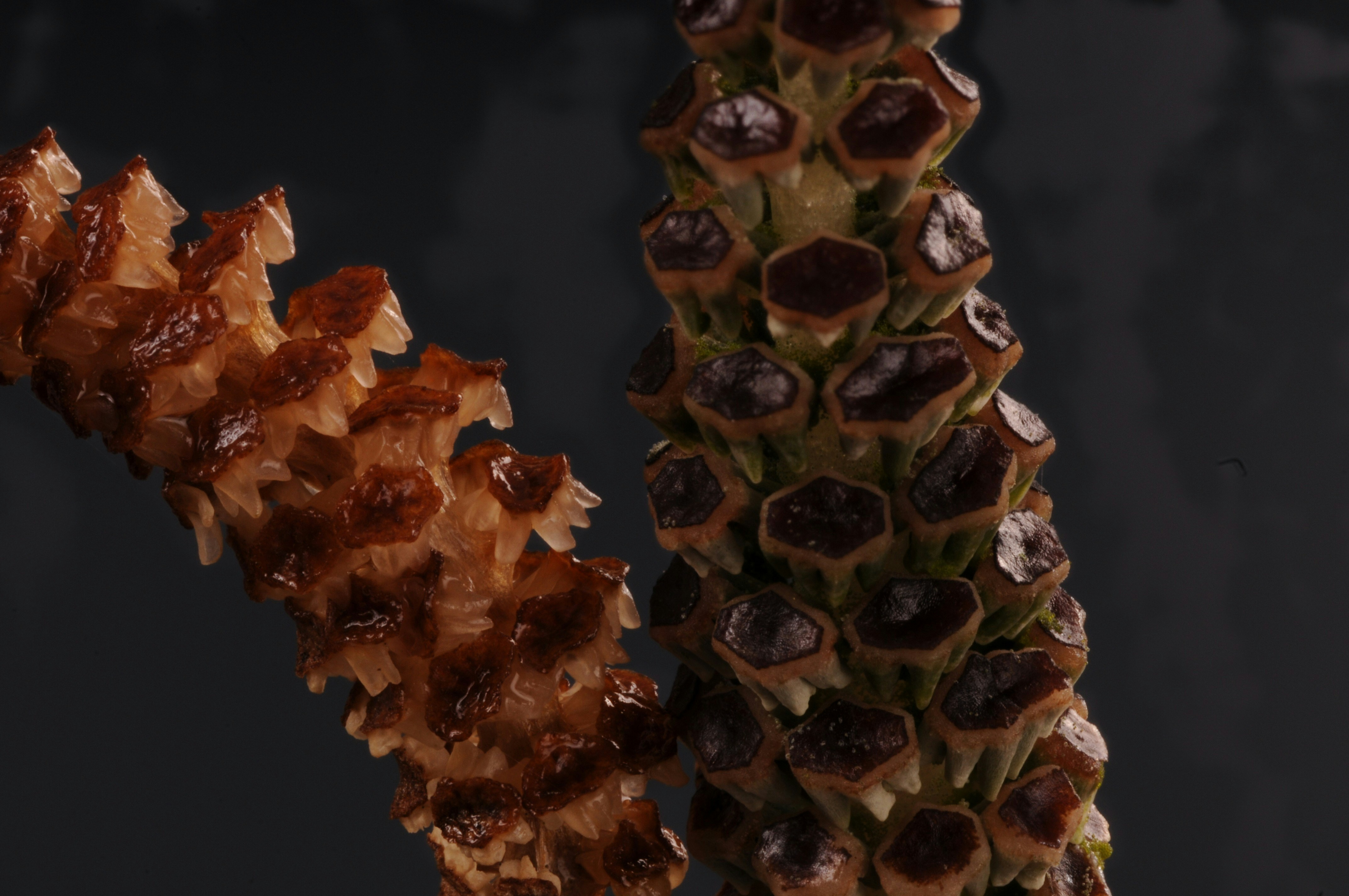 Serotinous Sequoia Cones: Why Giants Need Fire to Breed - save giant sequoias with fire