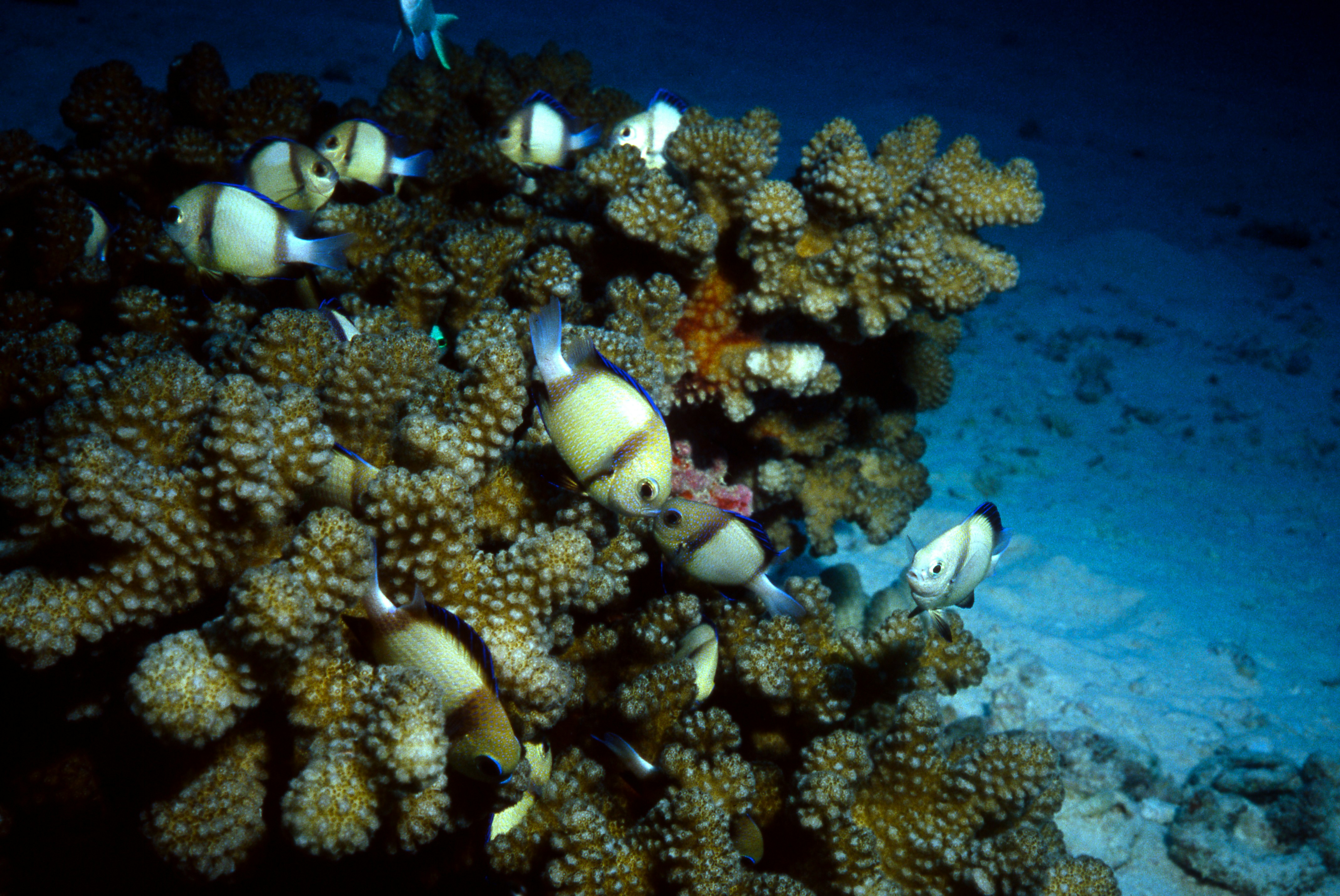 A group of small fish swimming around a textured coral reef underwater